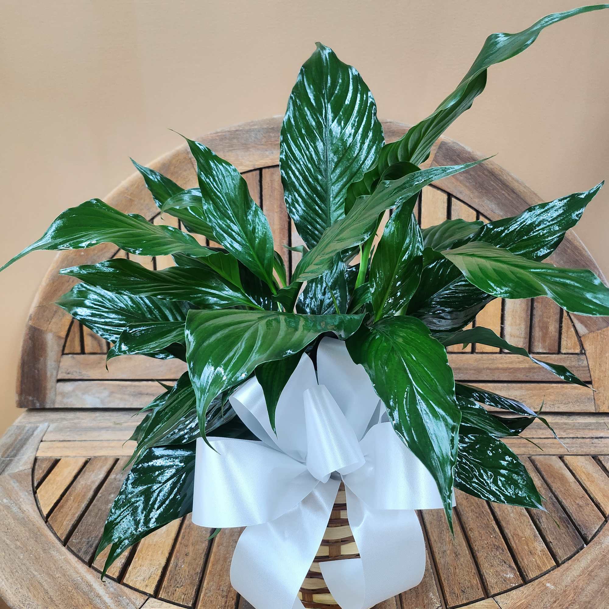 Green Plant Peace Lily in Wicker Basket With Bow, photo 2 of 3