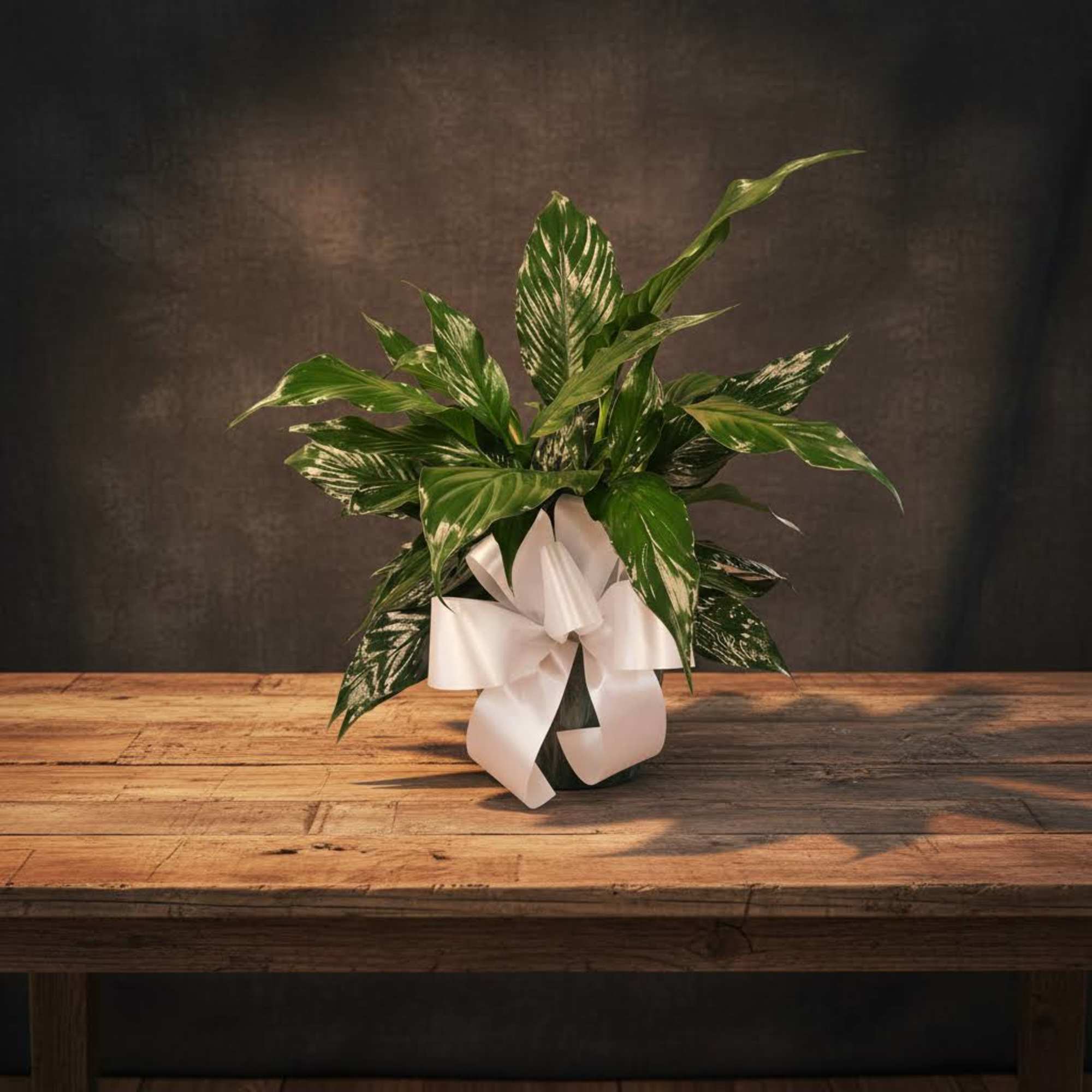 Green Plant Peace Lily in Wicker Basket With Bow