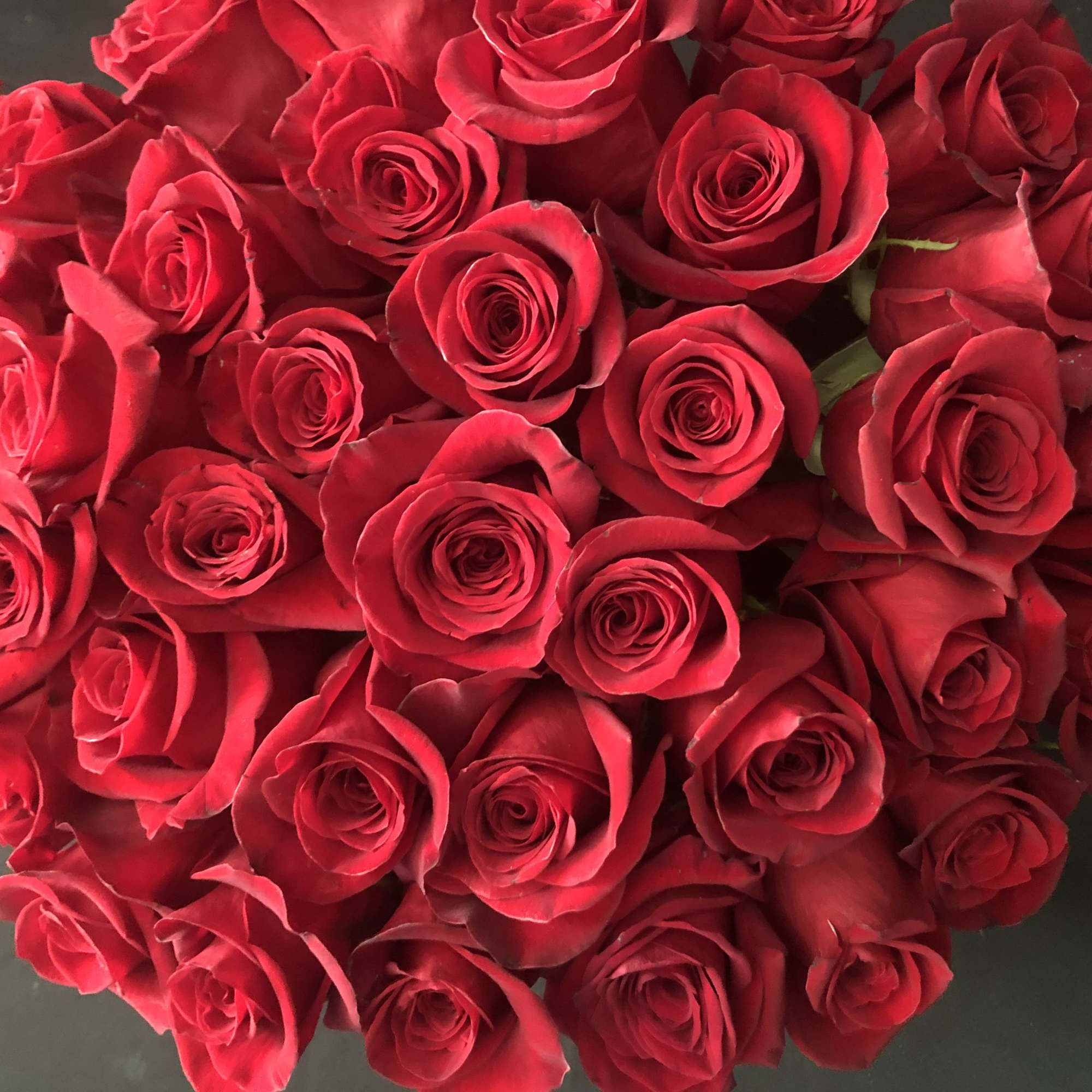 Dense bouquet of red roses against a dark background