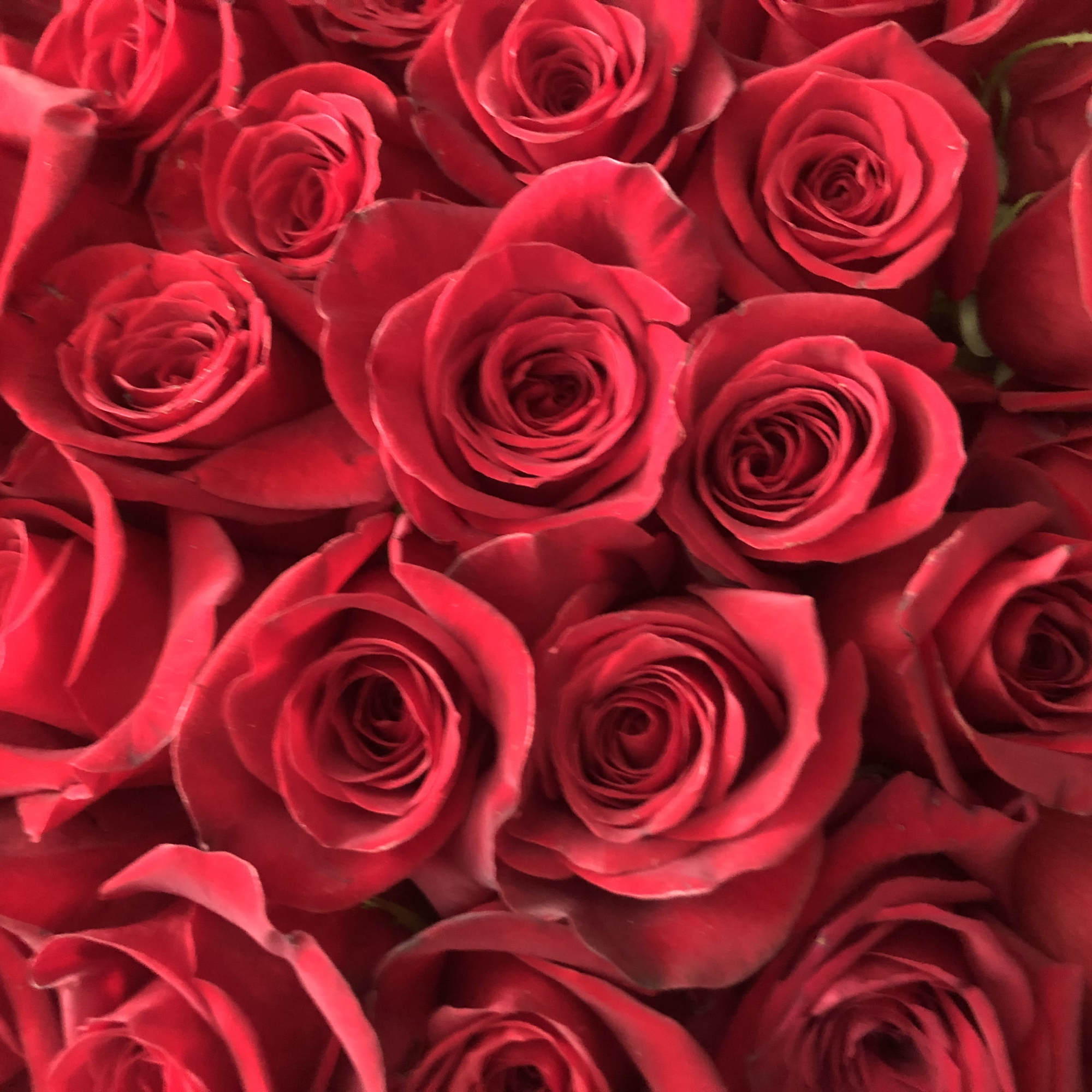 50  red roses in a modern rose gold bowl. She will, photo 6 of 13
