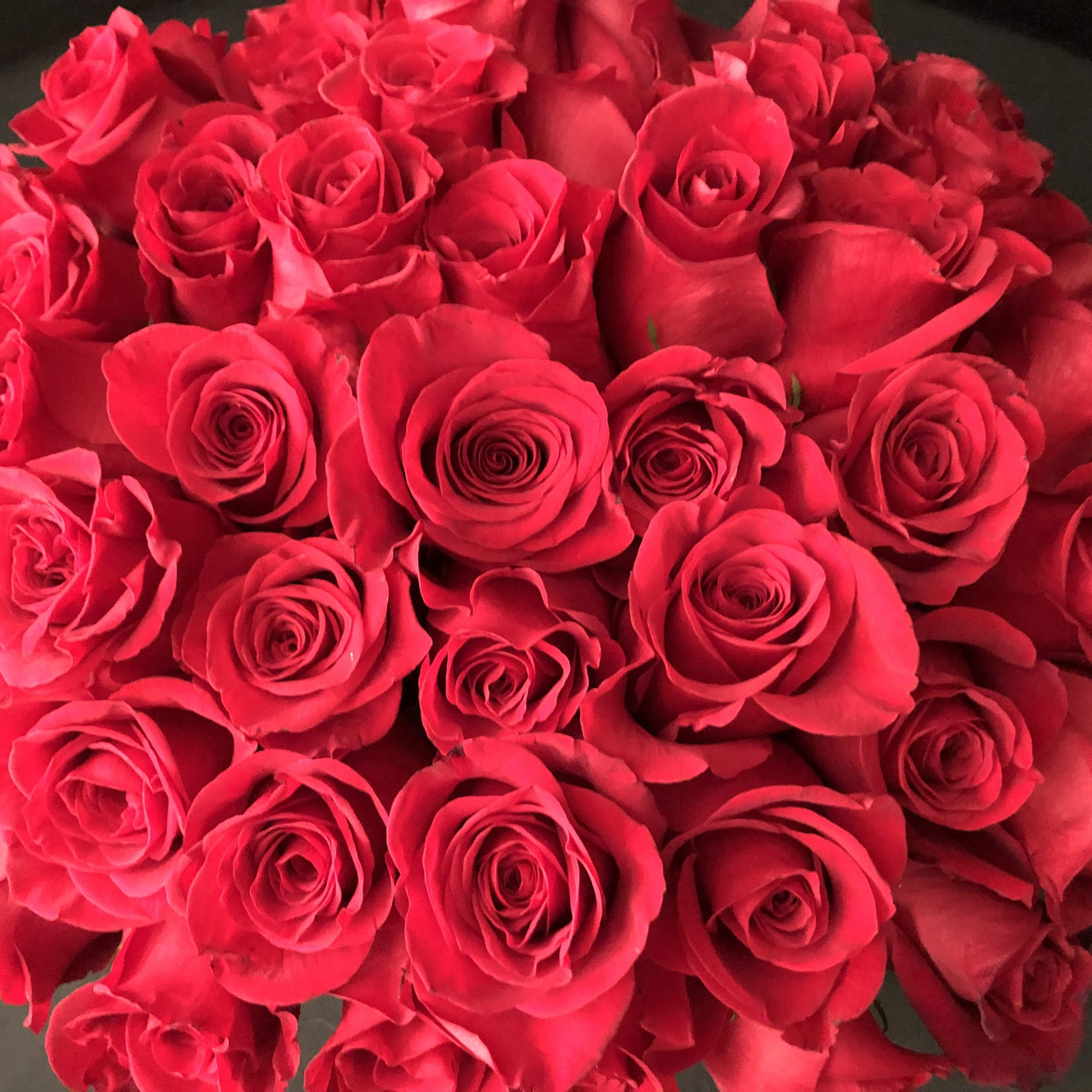 Bouquet of red roses tightly clustered together