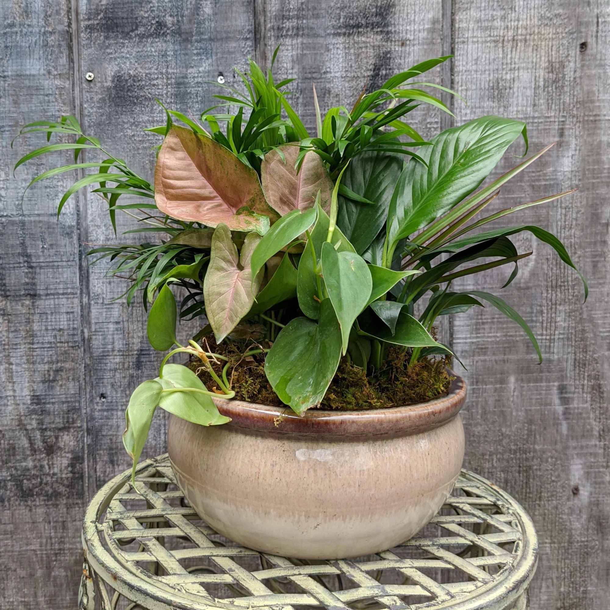 Mixed potted houseplants in a beige ceramic planter