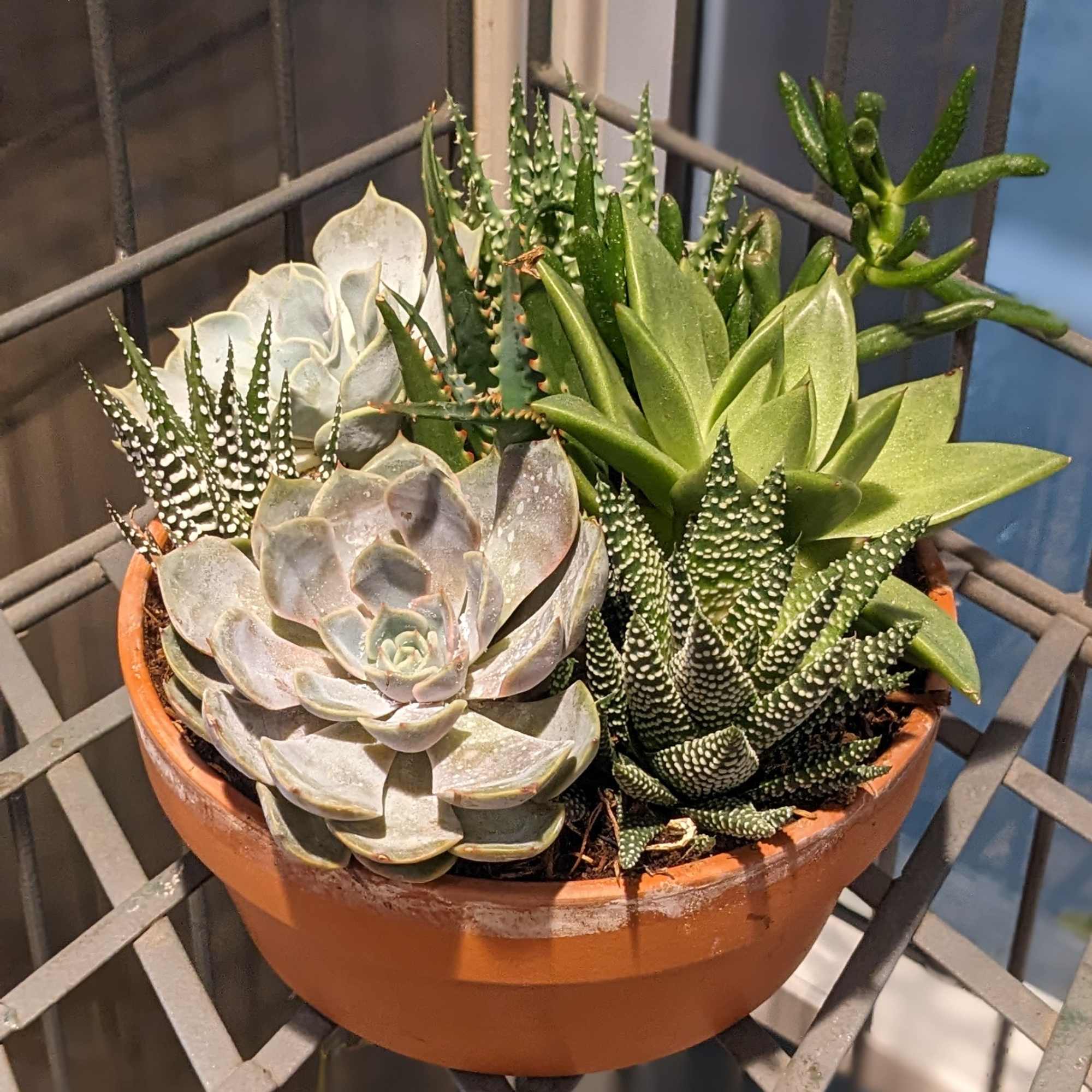 These succulent planters feature a variety of different varieties of succulents and, photo 2 of 2