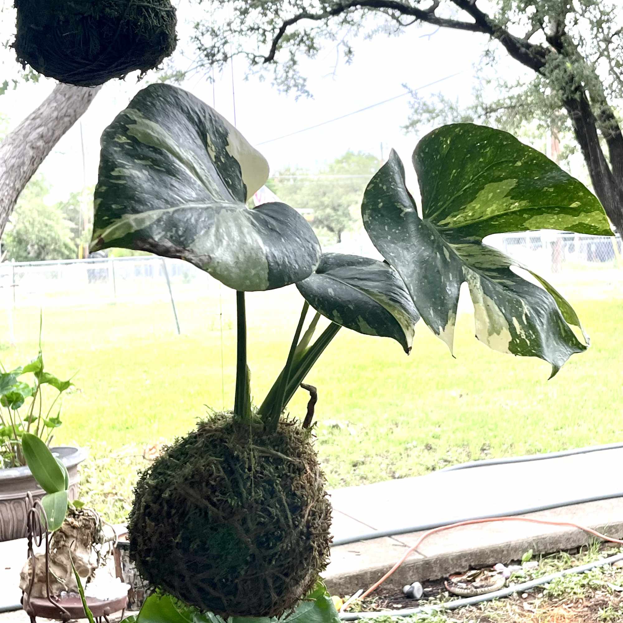 Potted variegated monstera plant with large split leaves