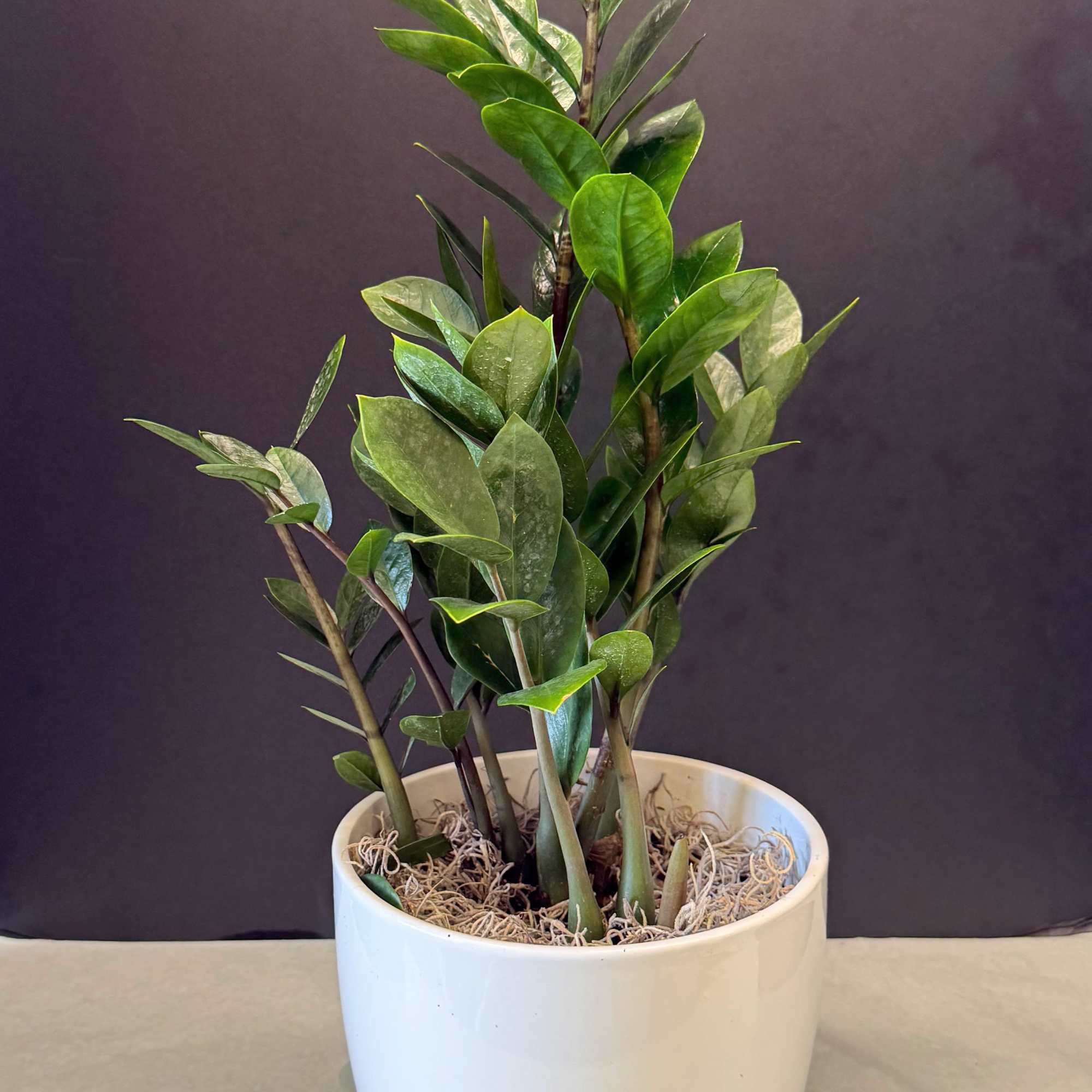 Potted green plant in a white ceramic pot