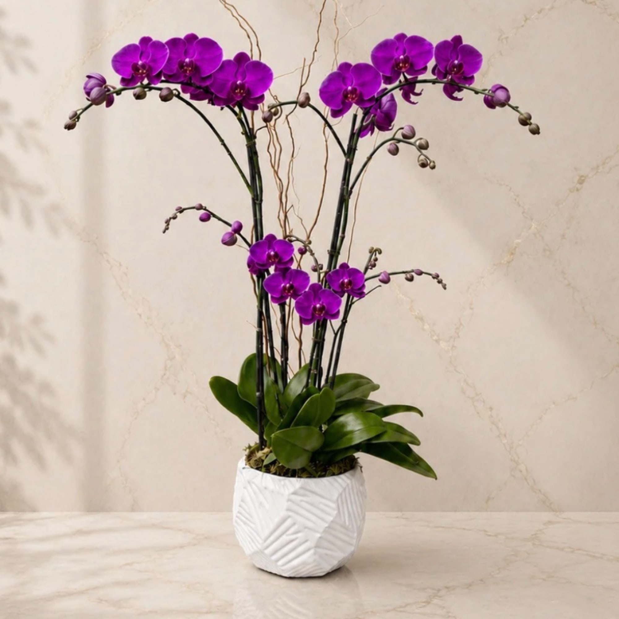 Purple orchids in a white textured pot