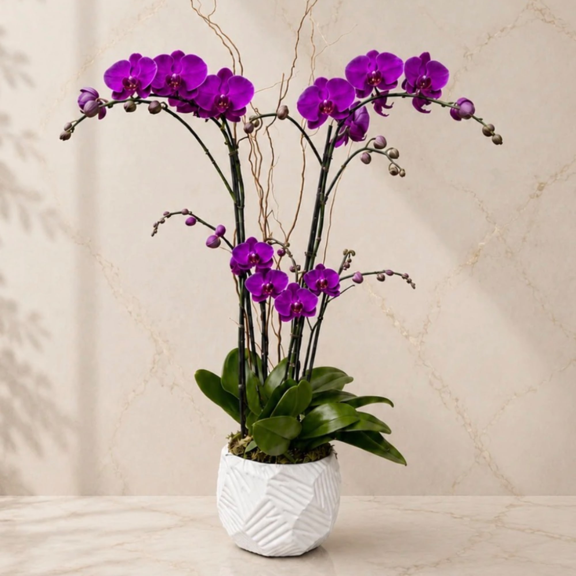 Purple orchids in a white textured pot