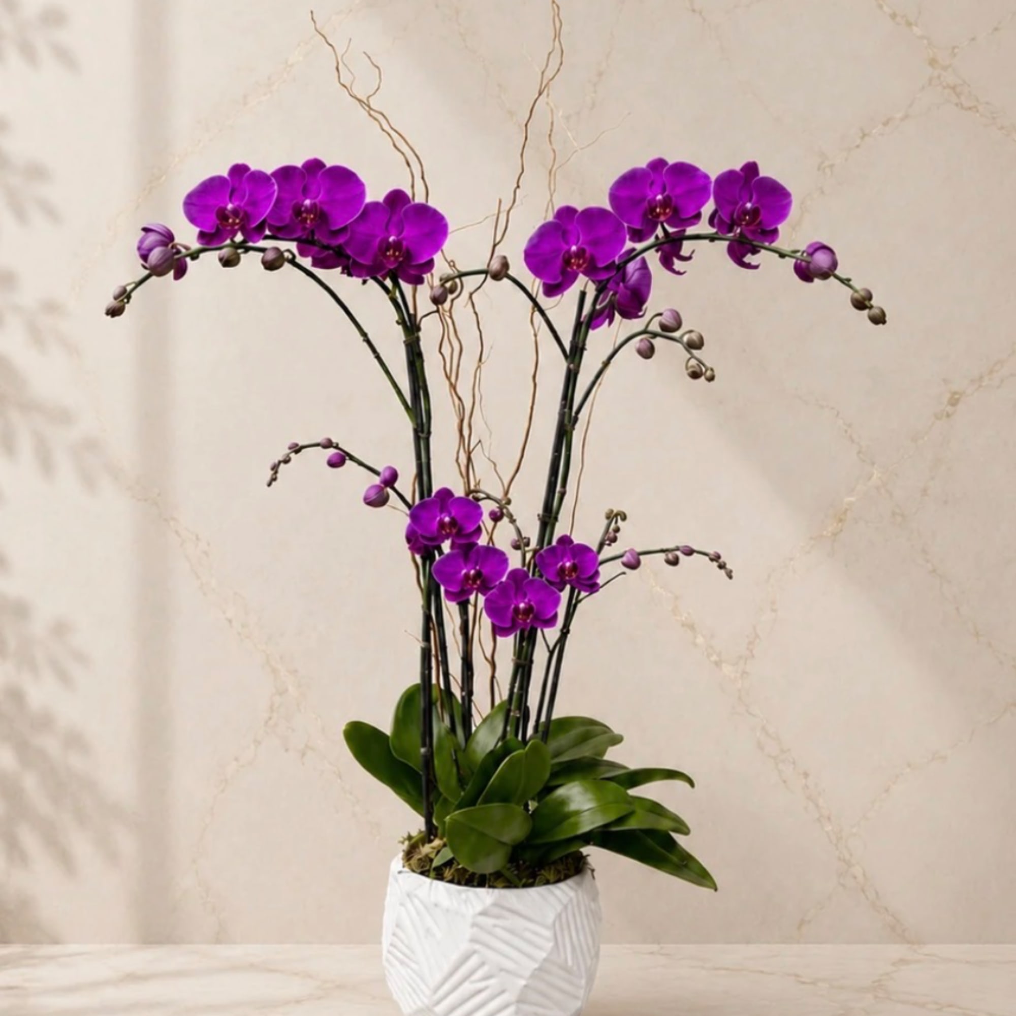 Purple orchids in a white textured pot