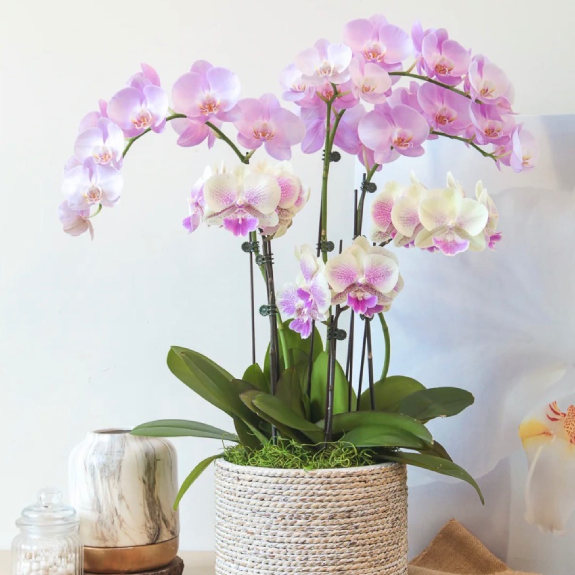 Pink and white orchids in a woven basket planter