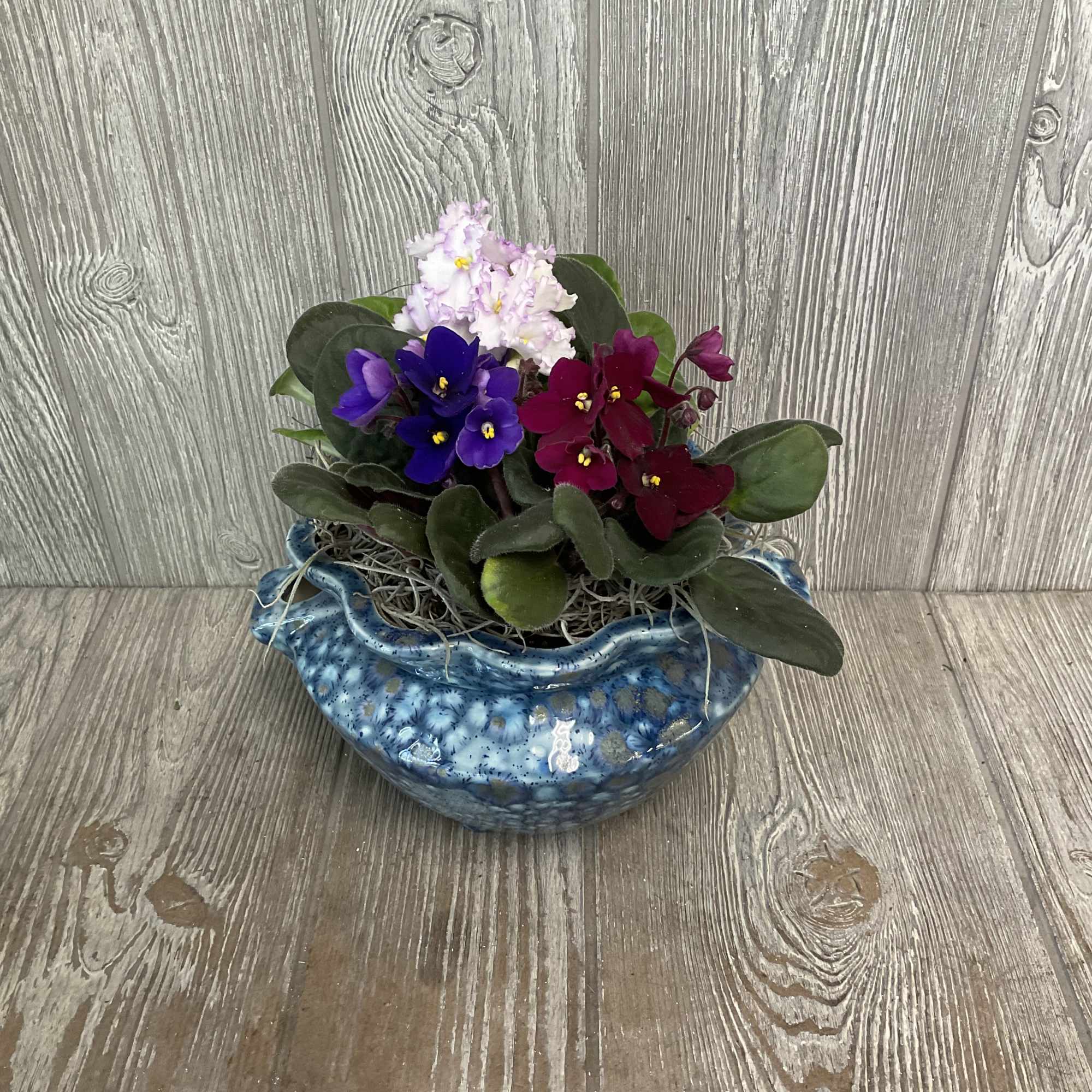 Assorted African violet plants in locally-made, self-watering, ceramic violet pots. The specialized