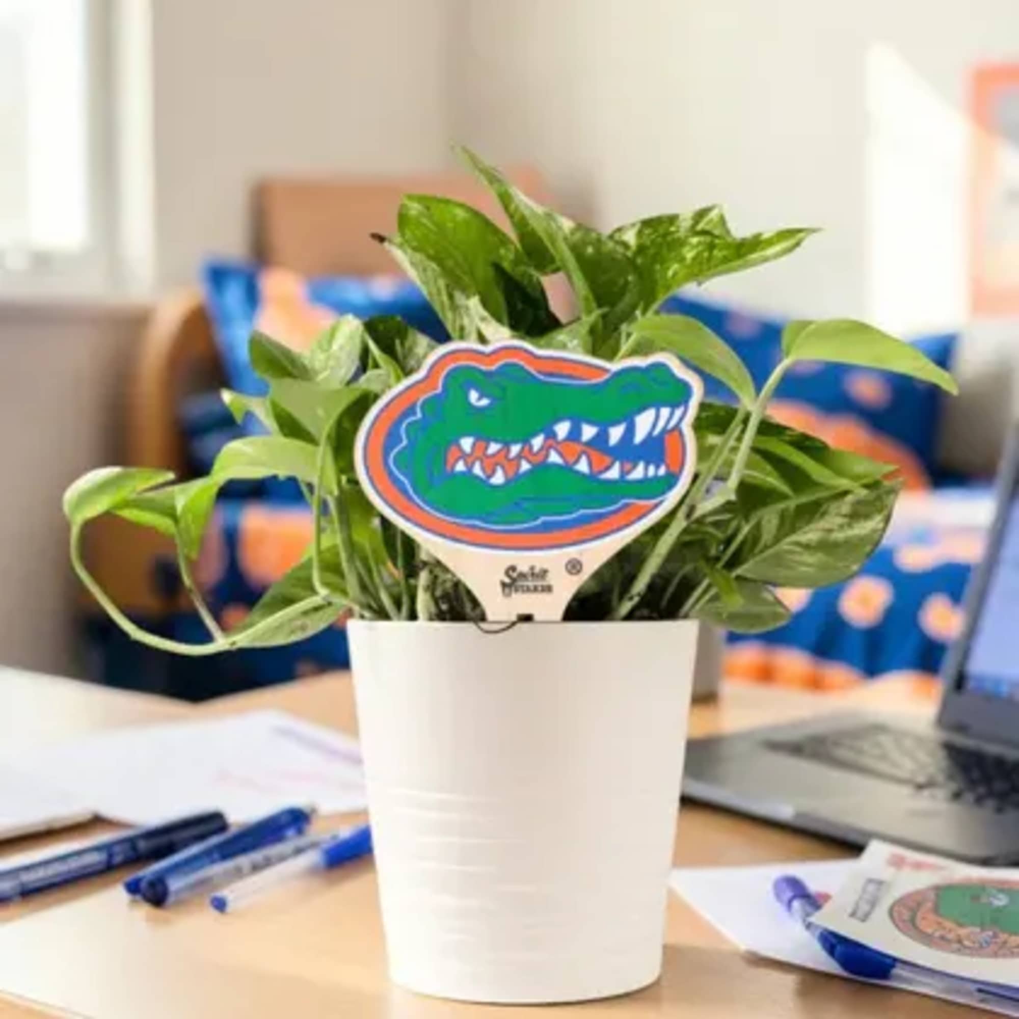A bold University of Florida alligator topper brings unmistakable Gators spirit to, photo 2 of 2