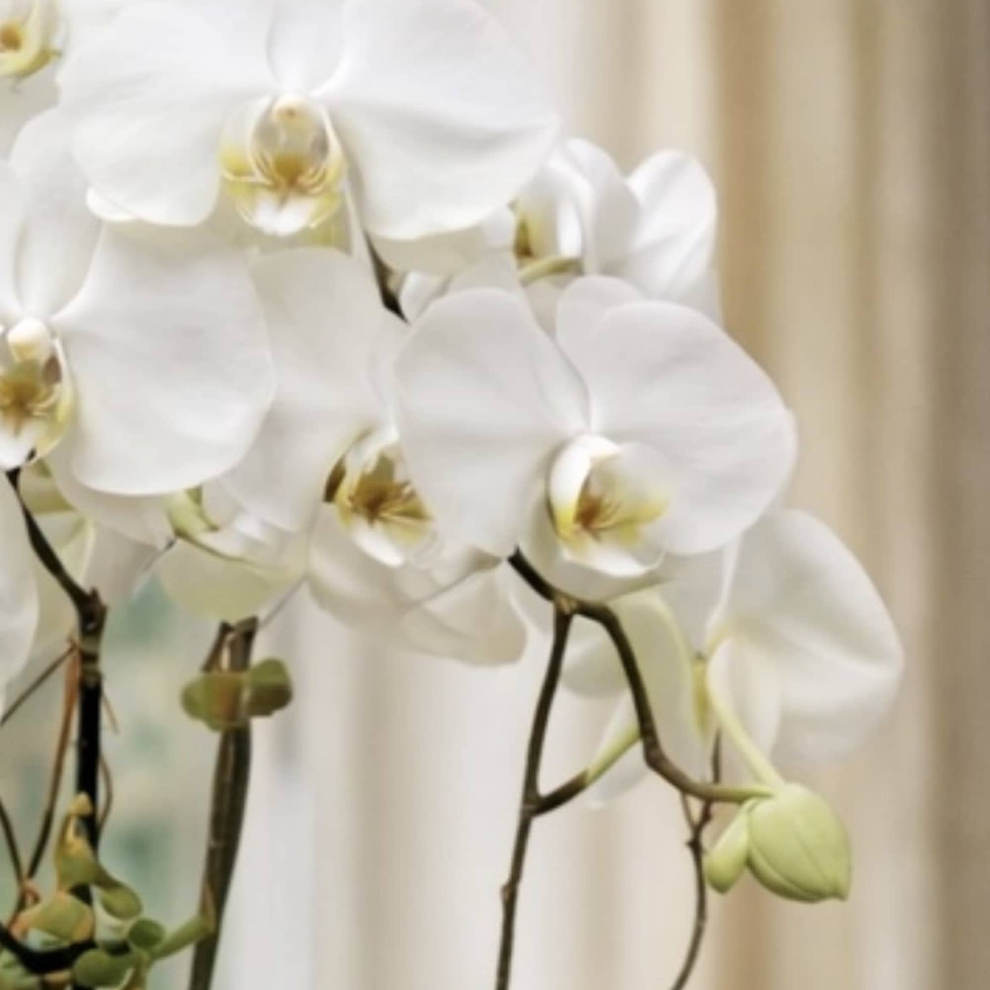 White orchid blooms on long stems against a soft background