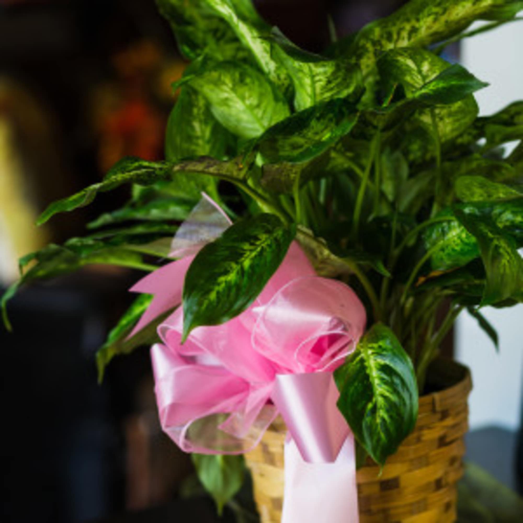Potted green plant in a woven basket with a pink ribbon