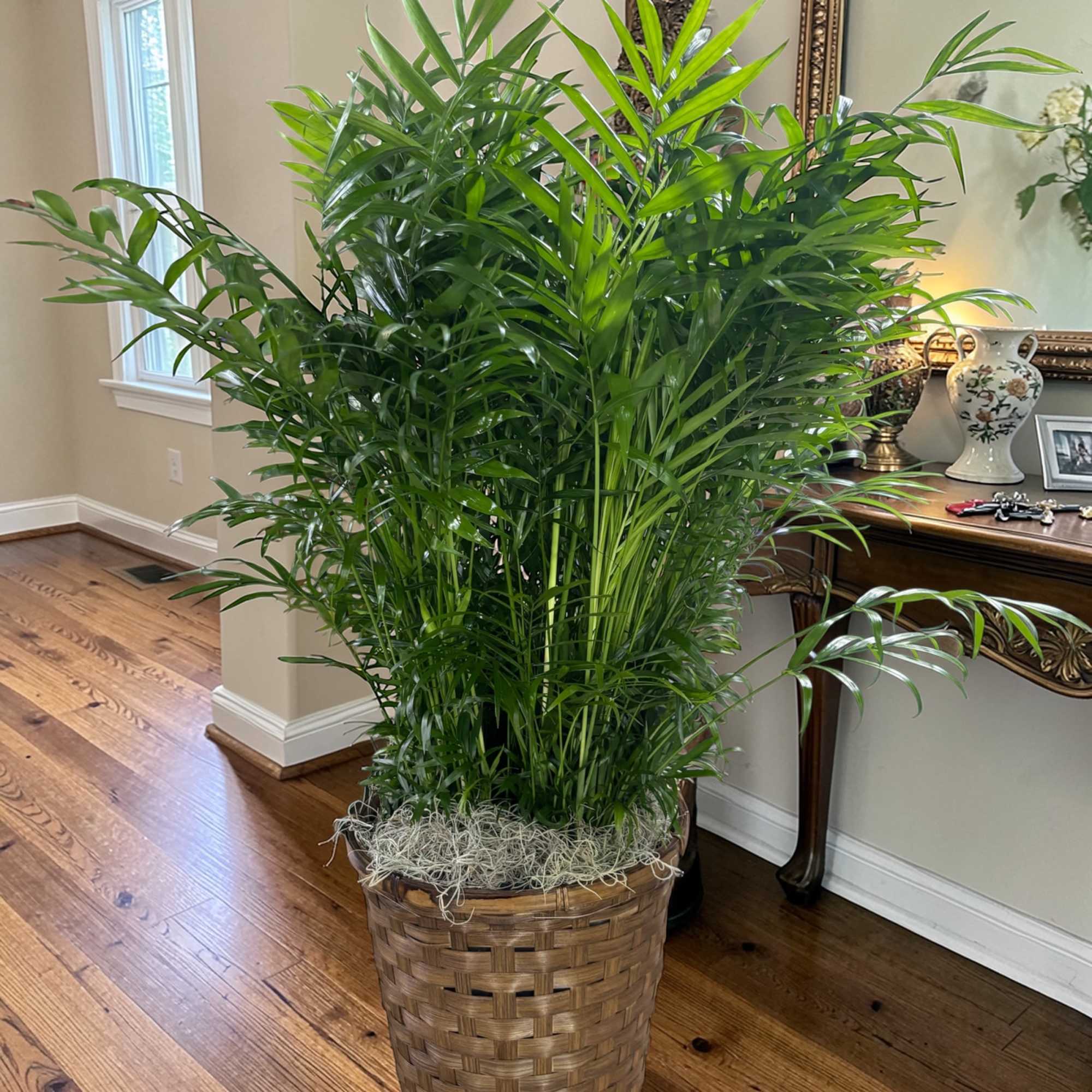 Bring natural beauty indoors with our 8-inch Potted Parlor Palm, a lush