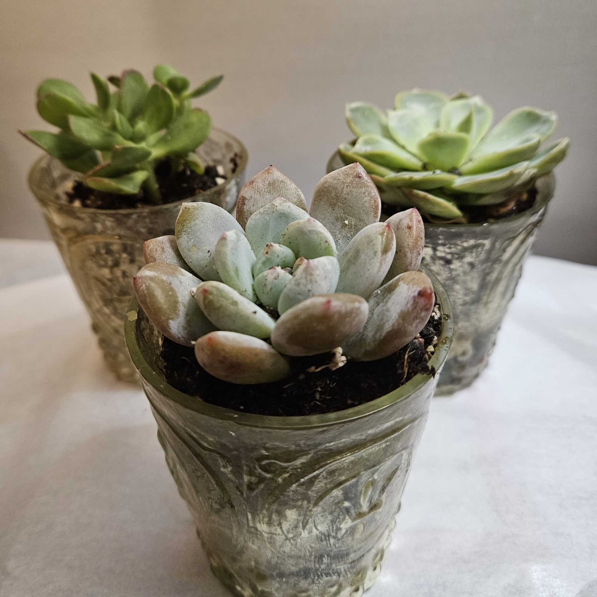 Three small succulent plants in textured glass pots
