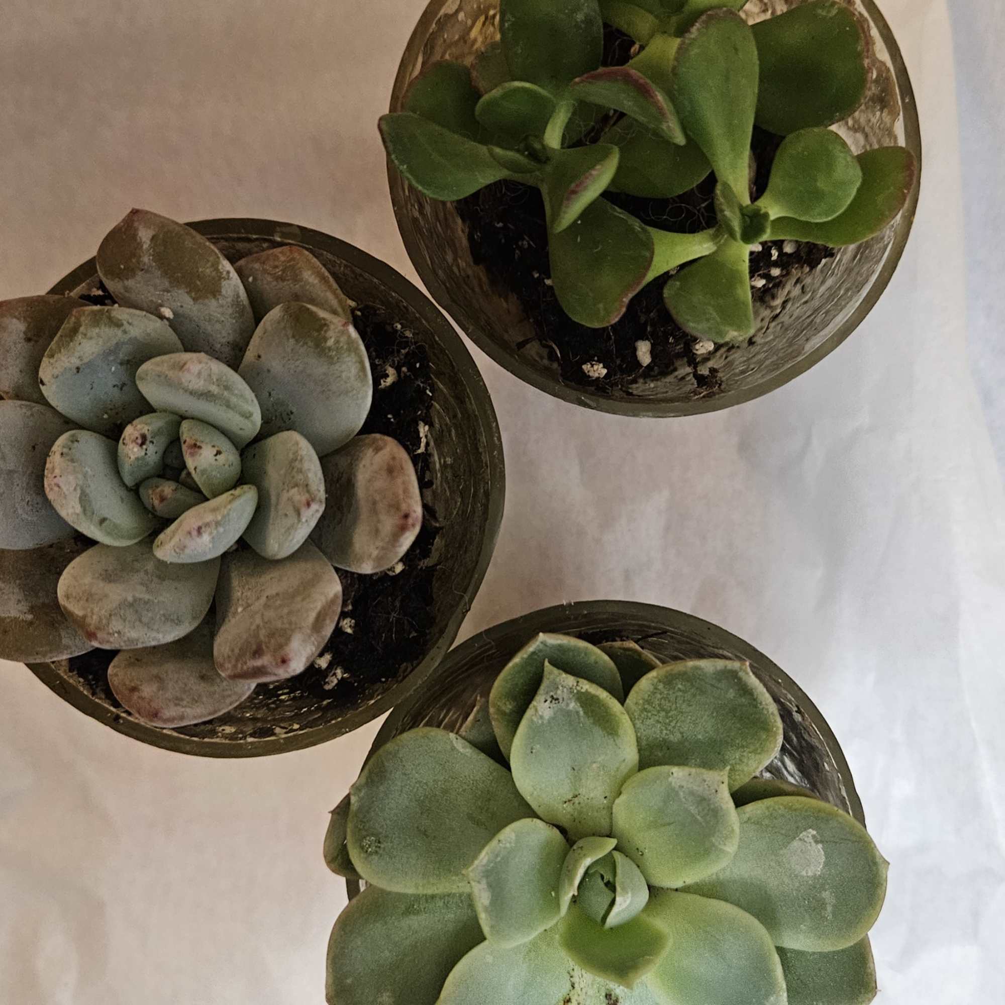 Three small potted succulents arranged on a white surface