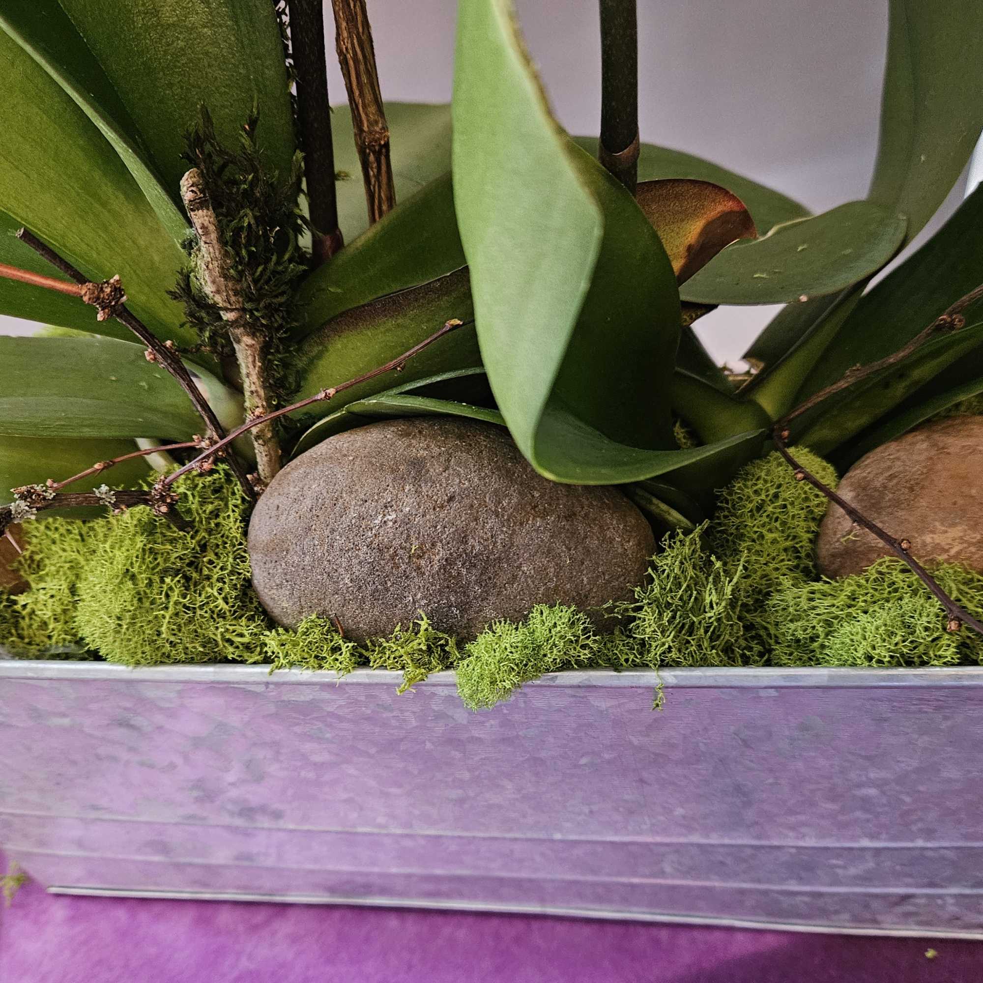 Potted orchid plant in a rectangular metal container with moss and stones
