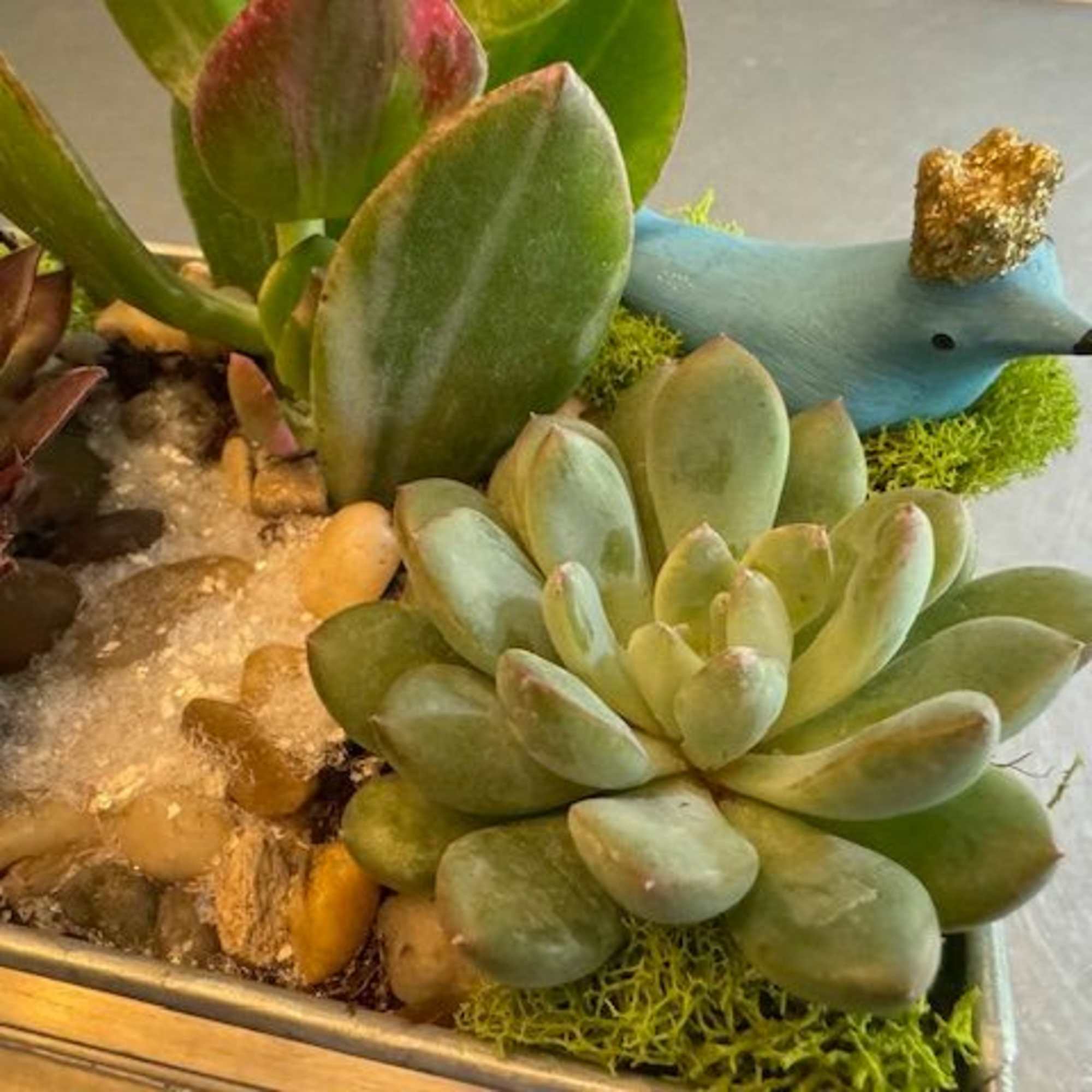Succulent arrangement with a small blue bird figurine in a rectangular planter
