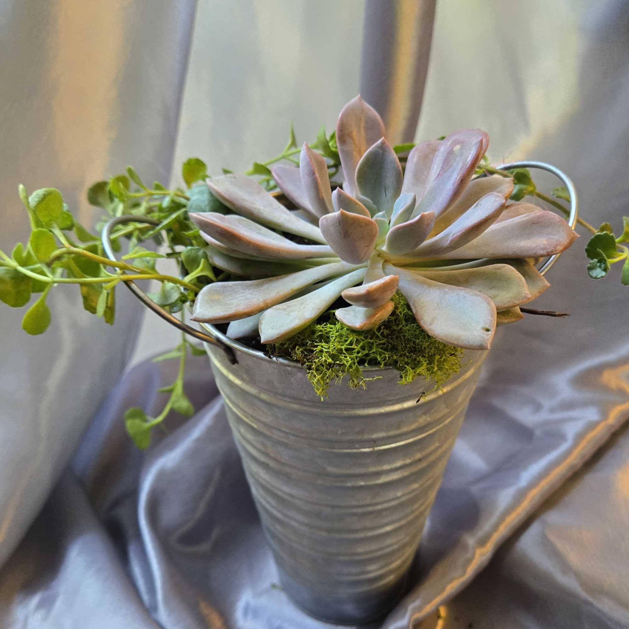 Succulent arrangement in a metal bucket with trailing greenery
