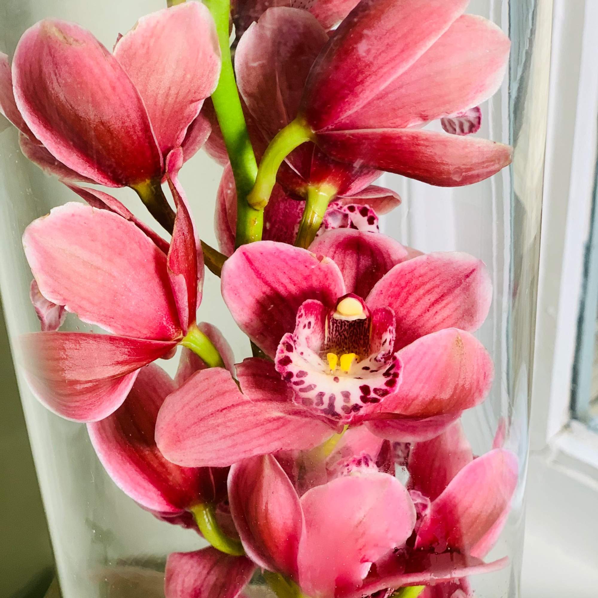 Pink cymbidium orchids arranged in a clear glass vase
