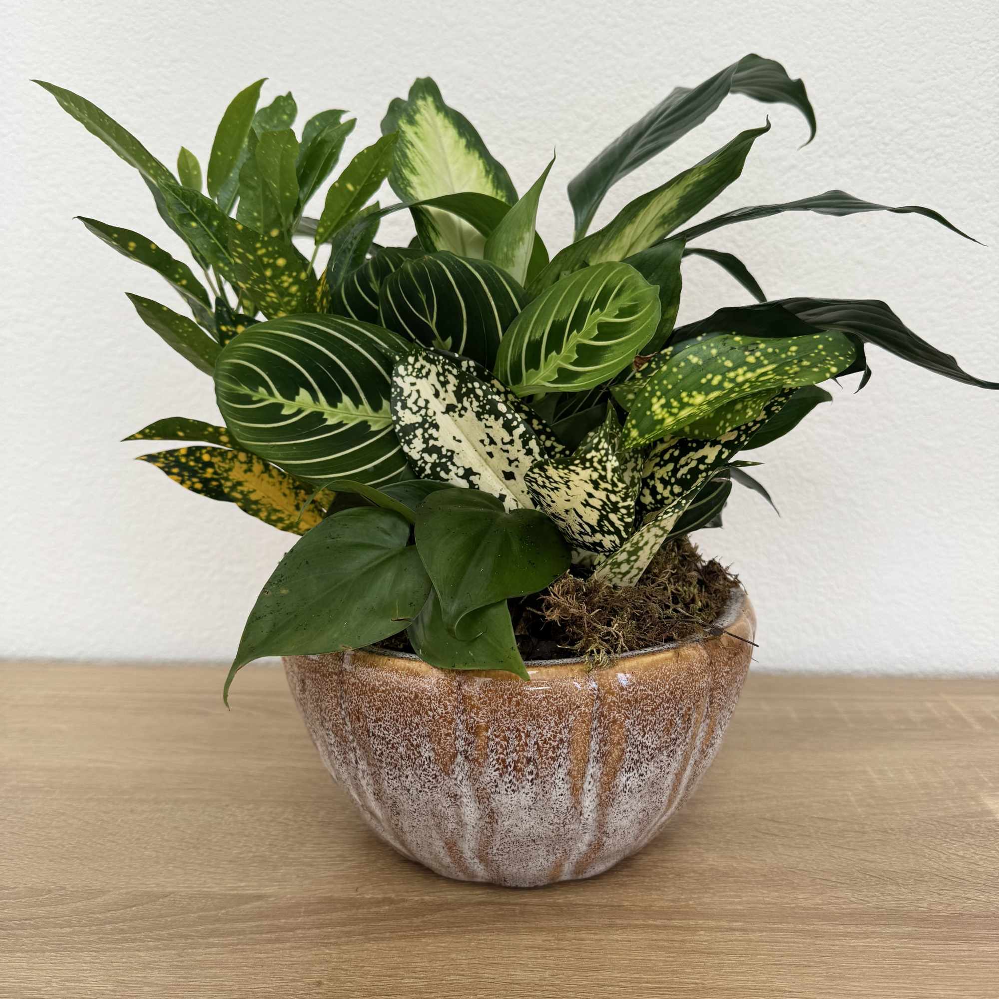 Potted tropical foliage arrangement in a ceramic bowl