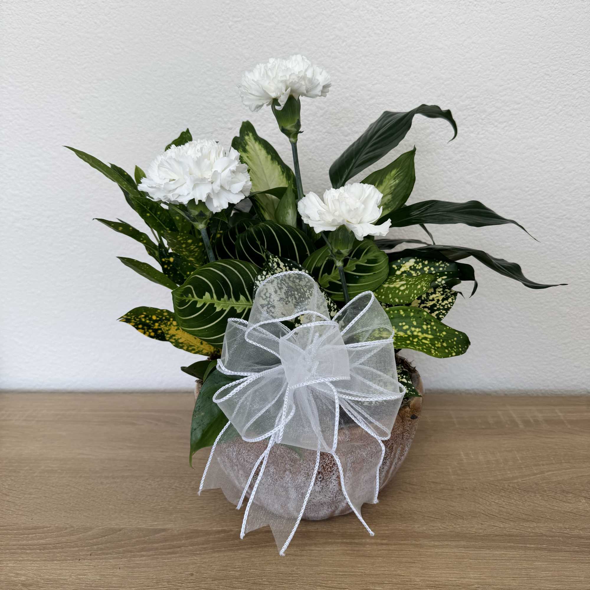 White carnations in a potted plant arrangement with a sheer white bow