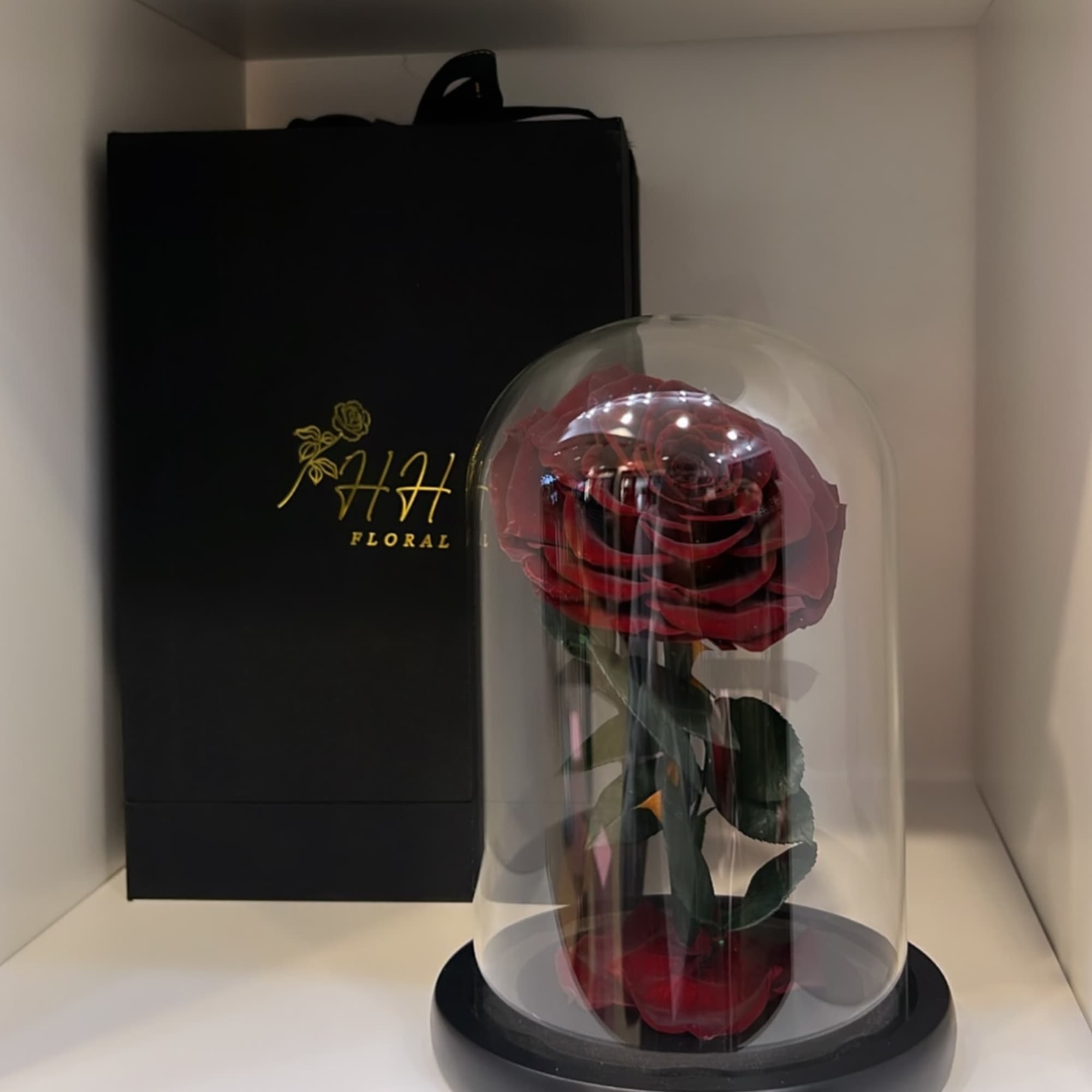 Single red rose under a clear dome with a black gift box behind it