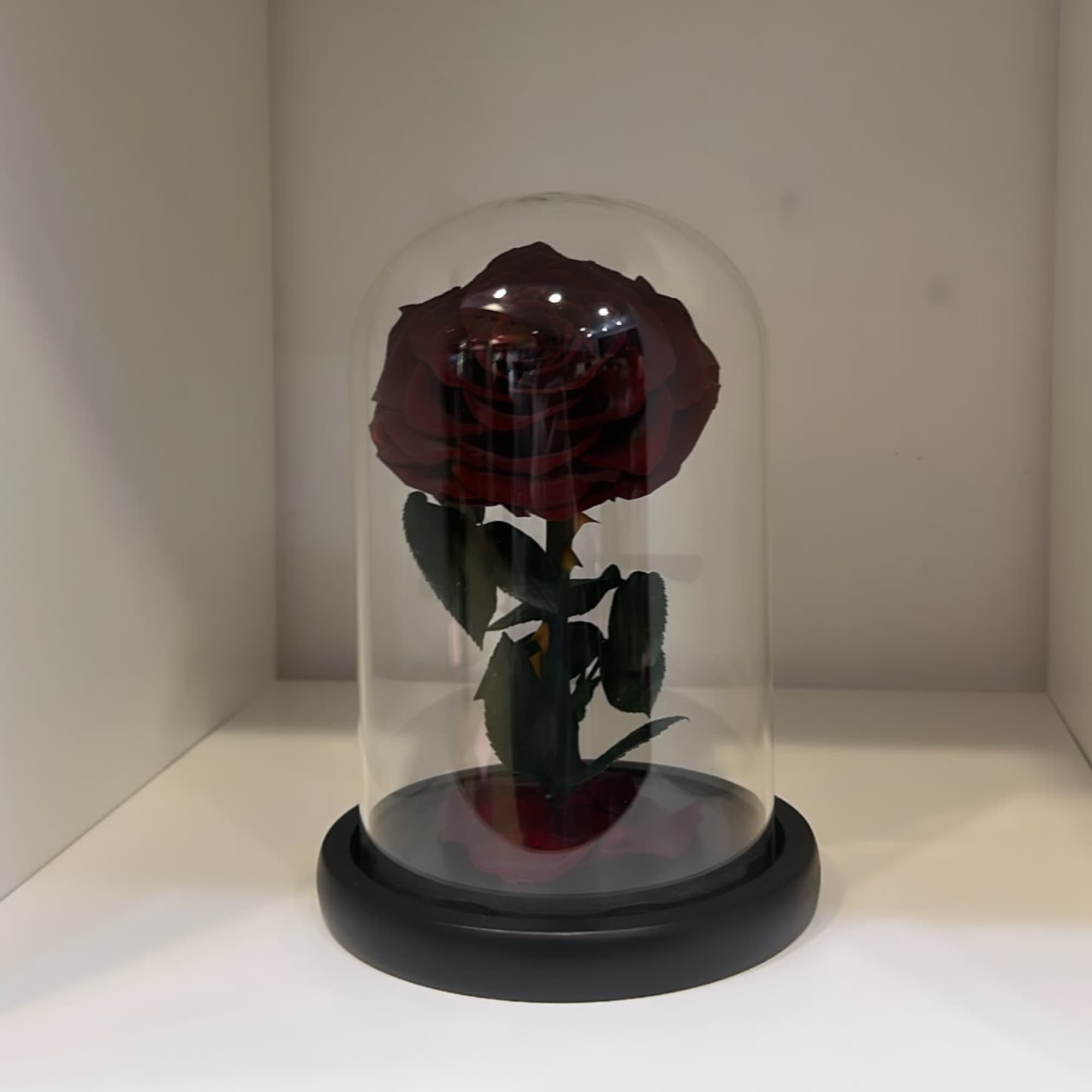 Single red rose under a clear glass dome on a black base