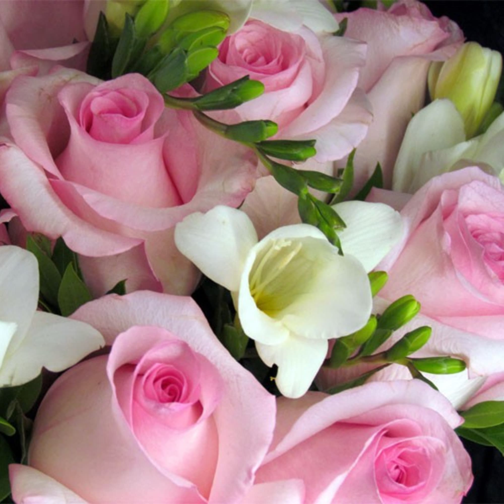 Pink roses with white freesia in a close-up bouquet