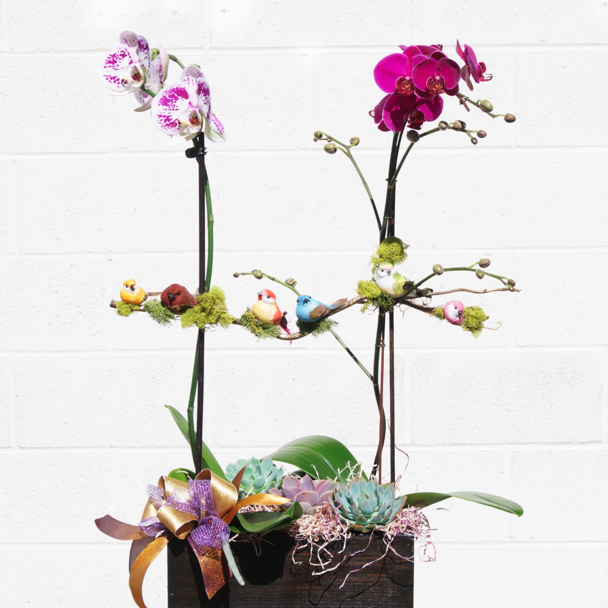 Phalaenopsis orchid plants and succulents with nice decorations
STANDARD: FIRST PHOTO
DELUXE: SECOND PHOTO
PREMIUM: