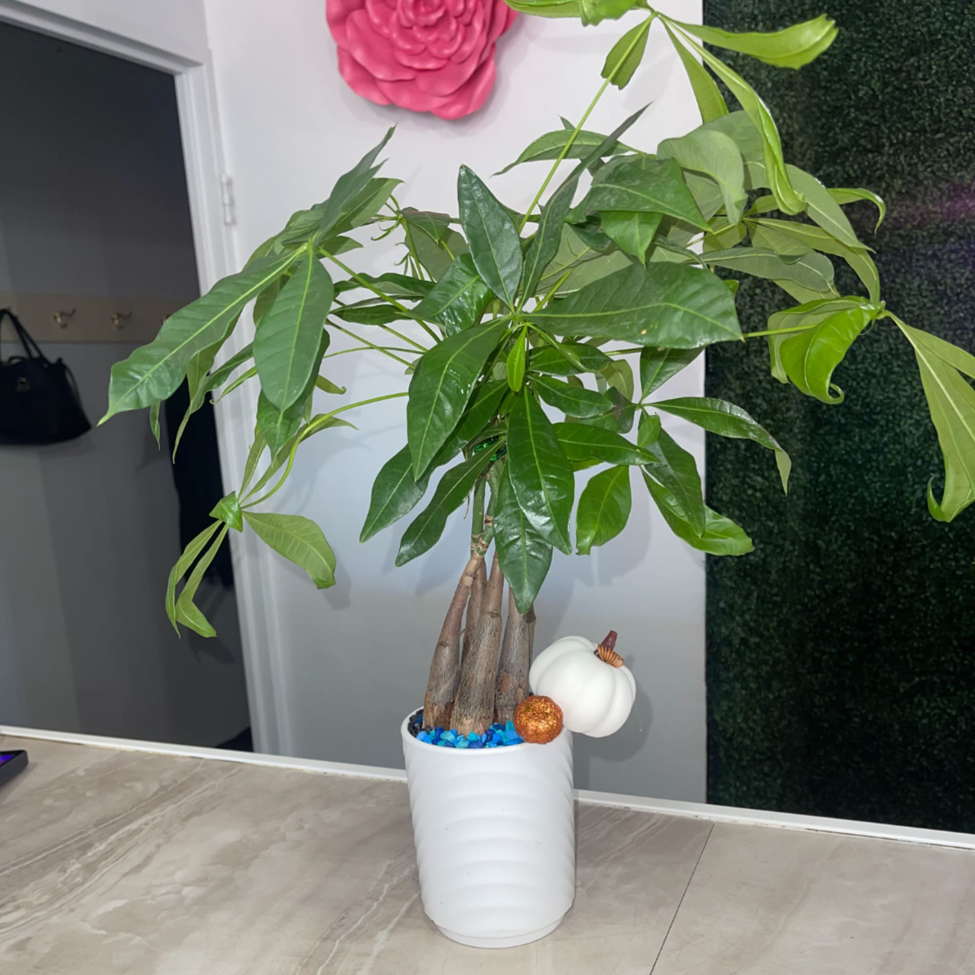 Potted money tree with decorative pumpkins and blue stones