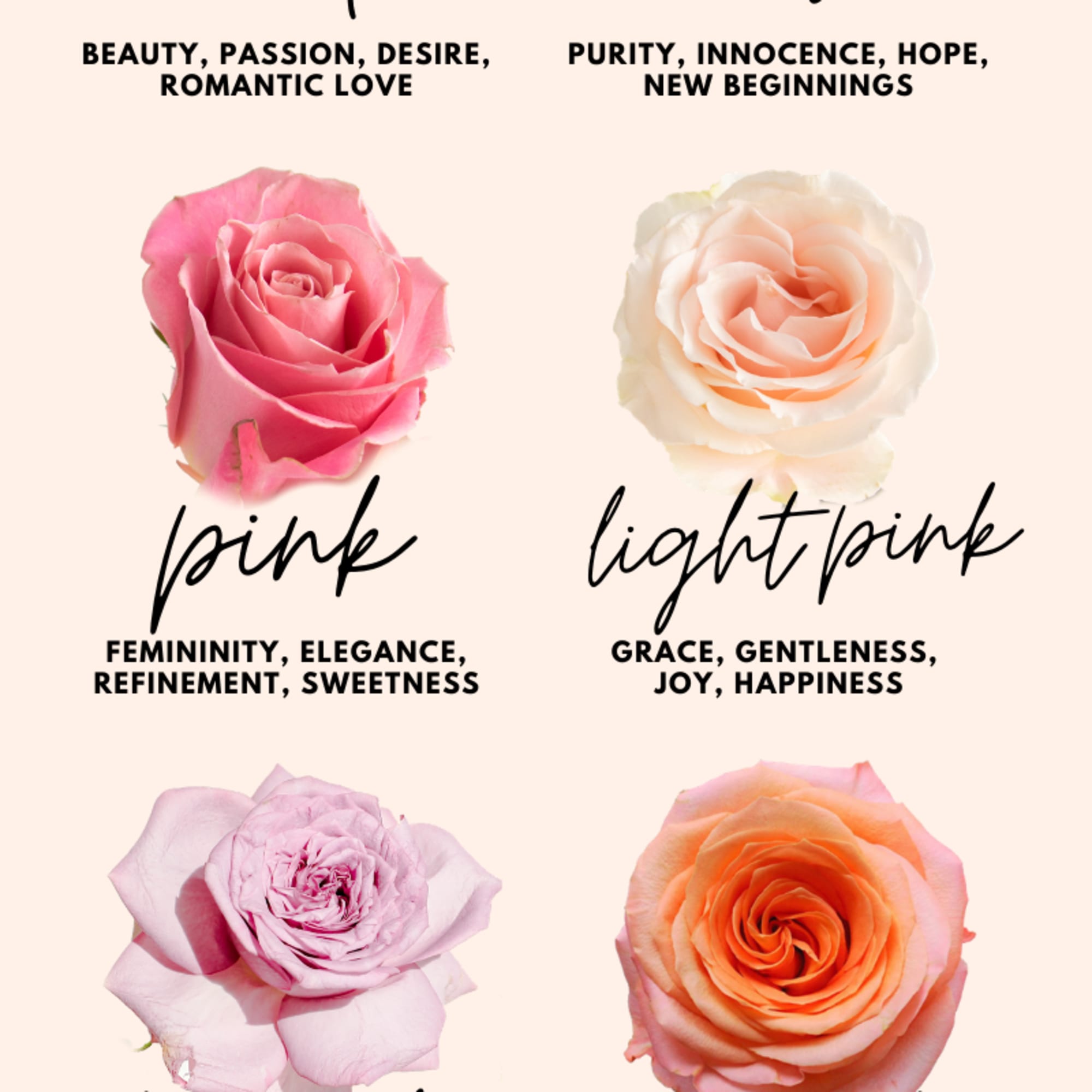 Infographic showing rose colors and their meanings with rose blooms in red, white, pink, lavender, coral, yellow, and peach.