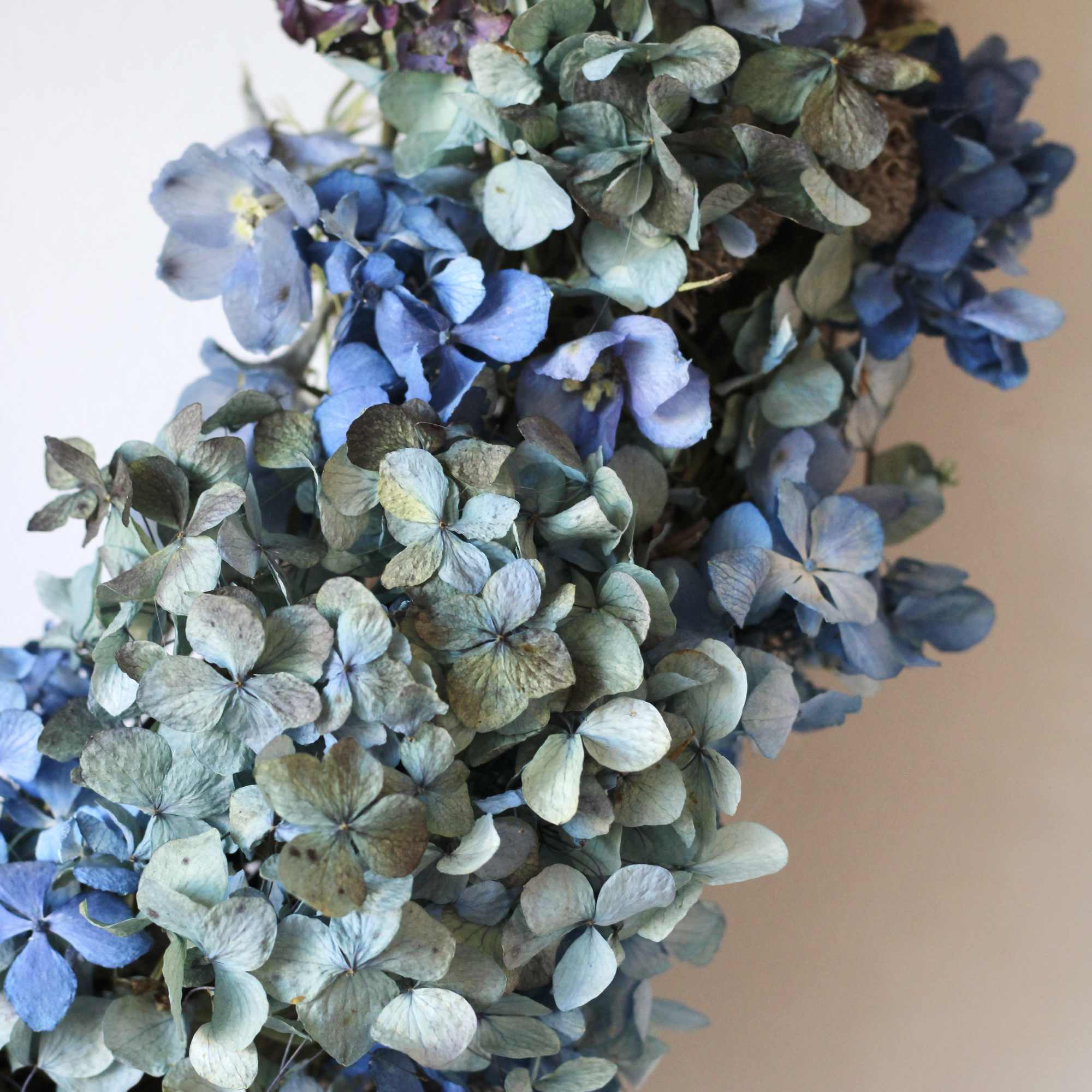 Cluster of blue and purple hydrangea blooms