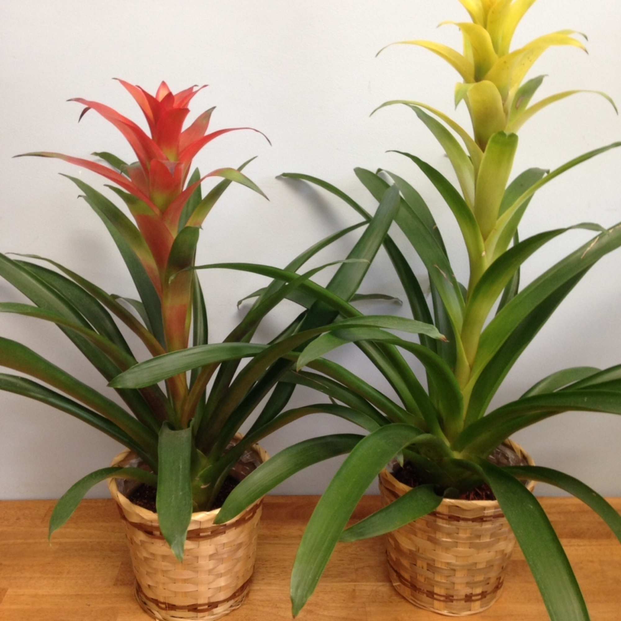 Two potted bromeliad plants with red and yellow blooms