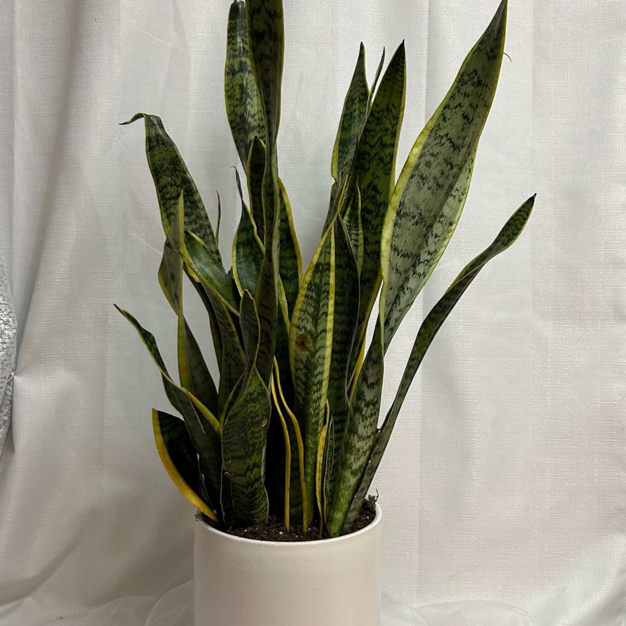 Tall snake plant in a white pot on a wooden stand