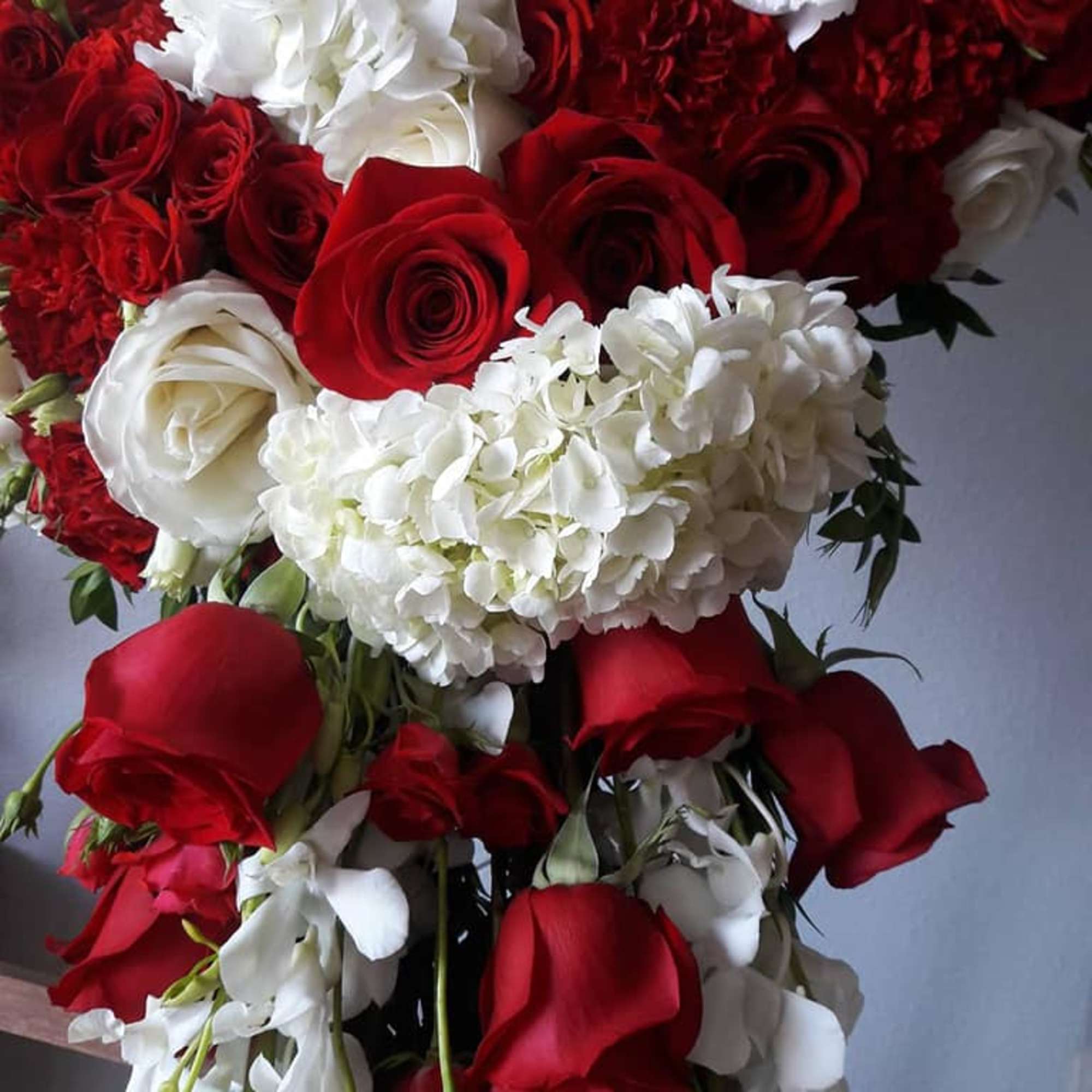 Red and white roses with white hydrangeas in a cascading bouquet