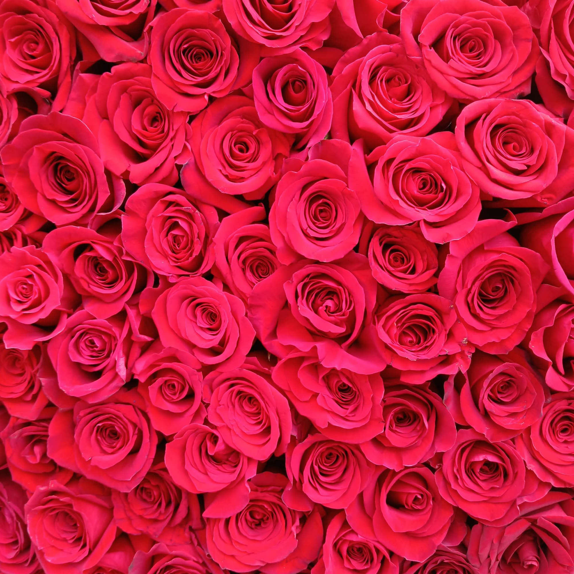 Dense cluster of bright pink roses filling the frame