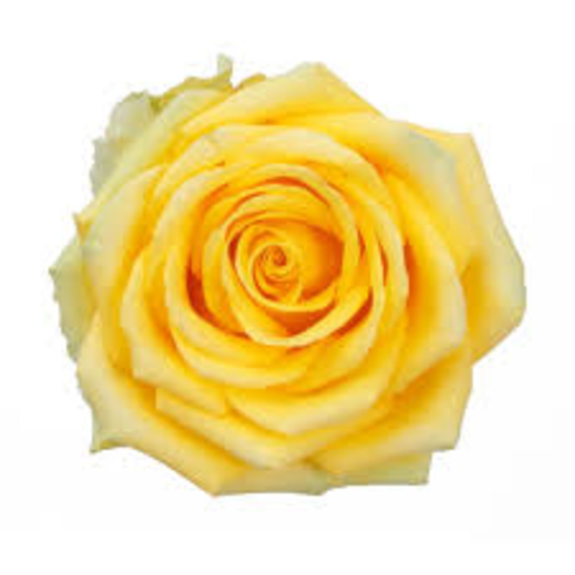 Single yellow rose bloom on a white background