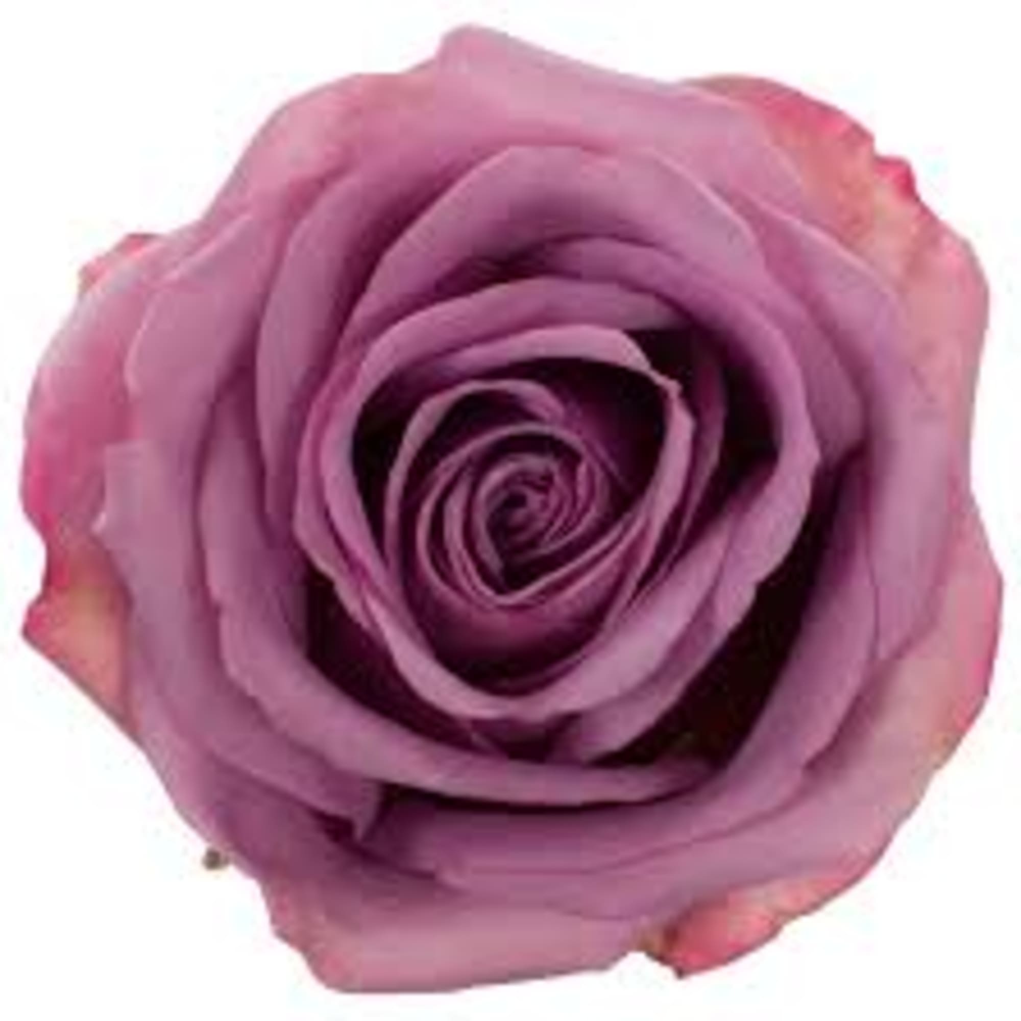 Single lavender rose bloom on a white background