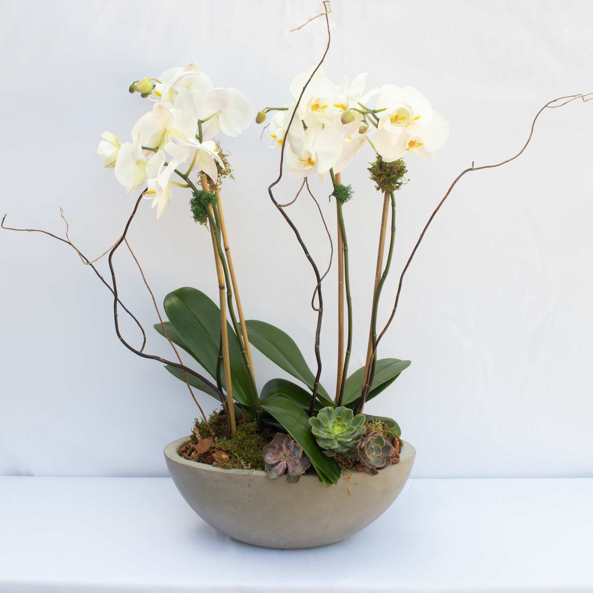 2- double stemmed Phalaenopsis orchids in a Cement Oval Bowl accented with