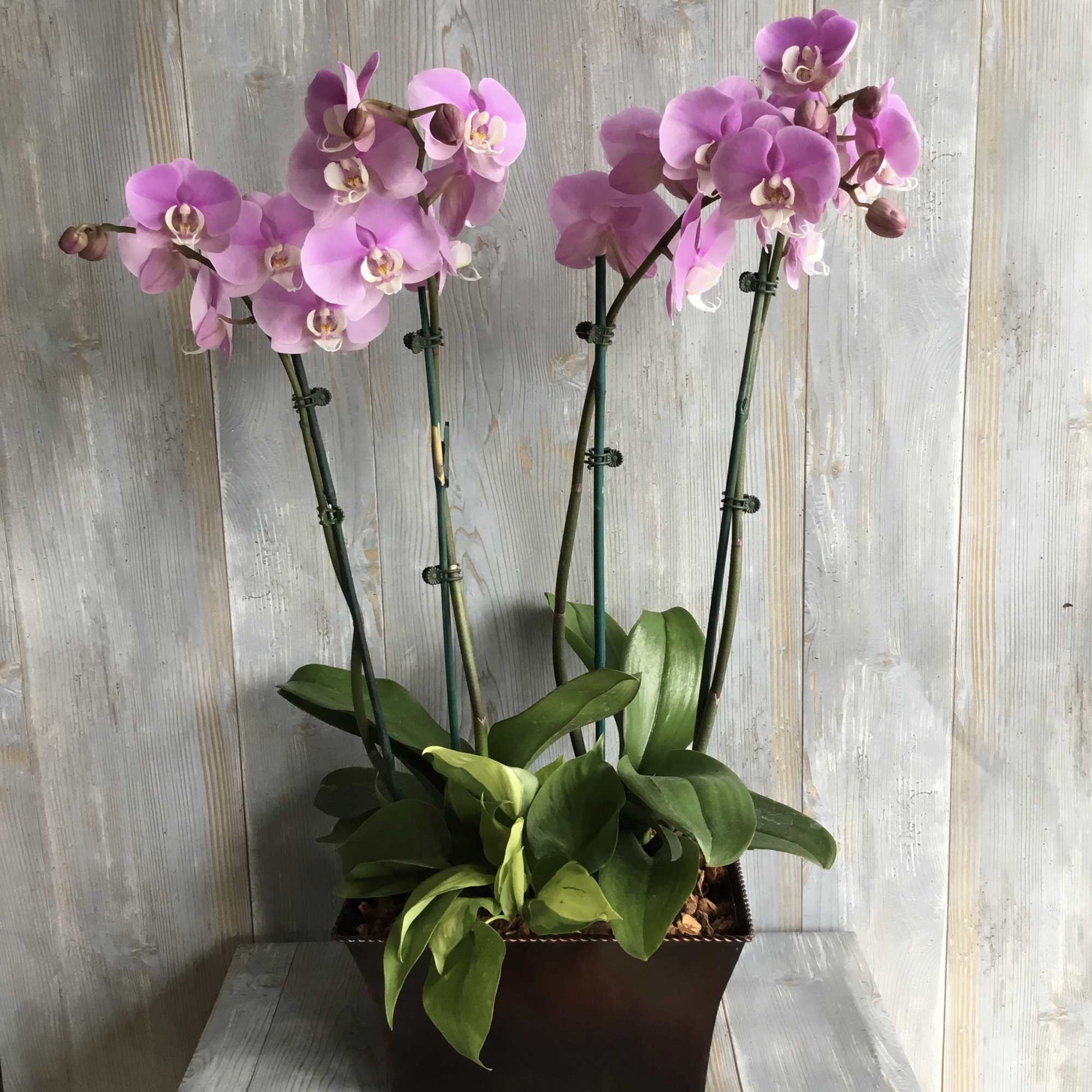 Pink orchids in a rectangular planter with broad green leaves