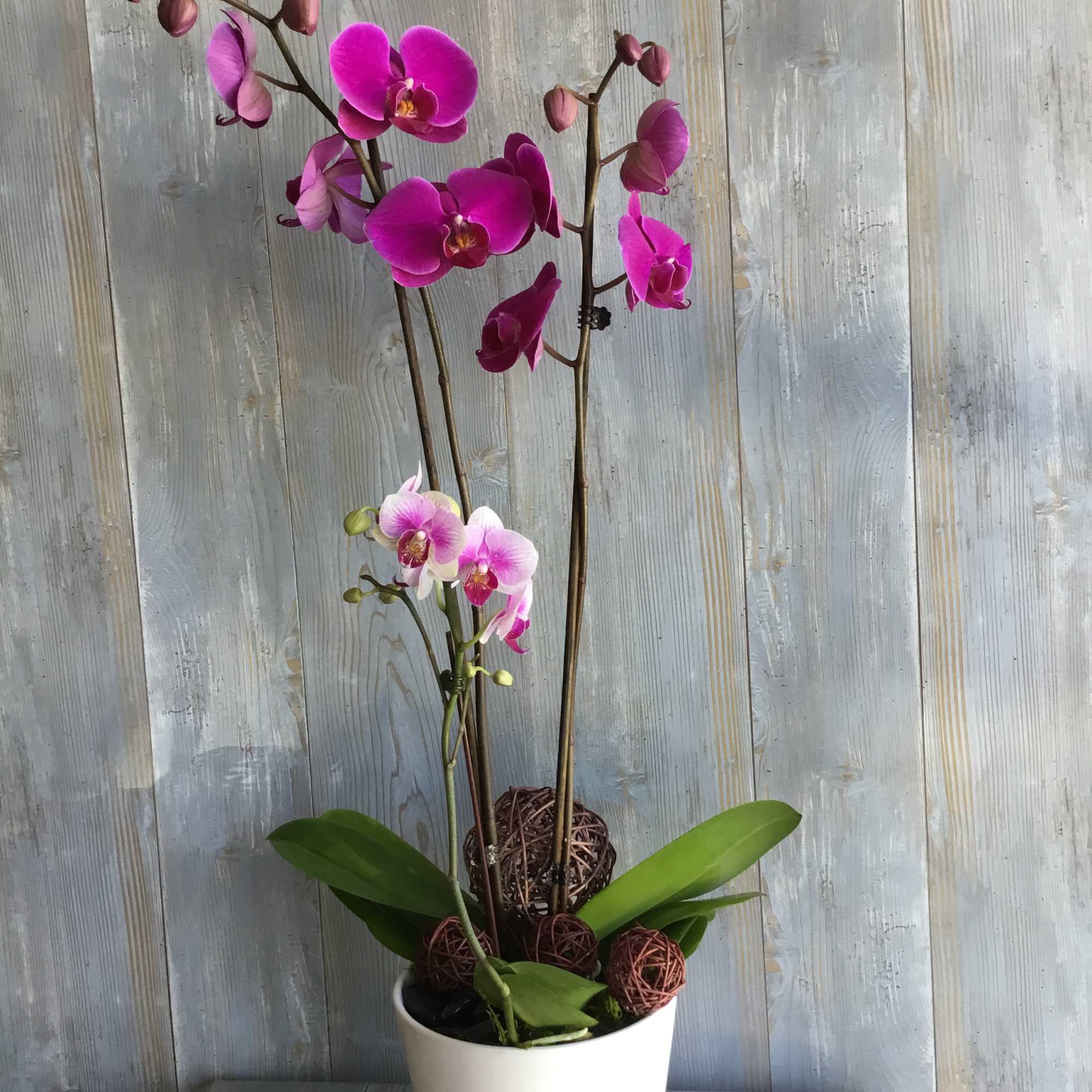 Two of single spike Phalaenopsis Orchids with other green plant arrange in