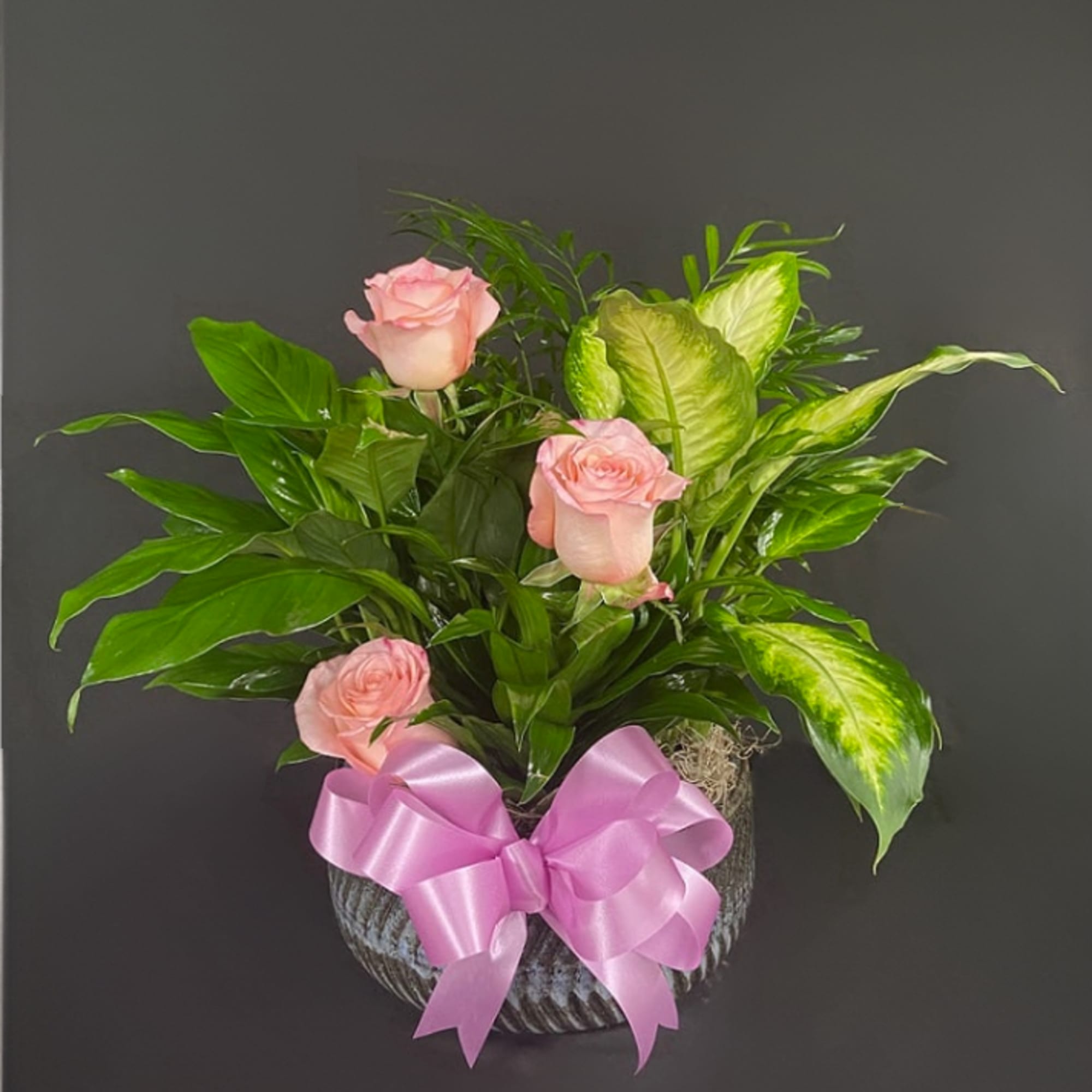 Potted green plant with three pink roses in a round textured container, finished with a large pink bow.