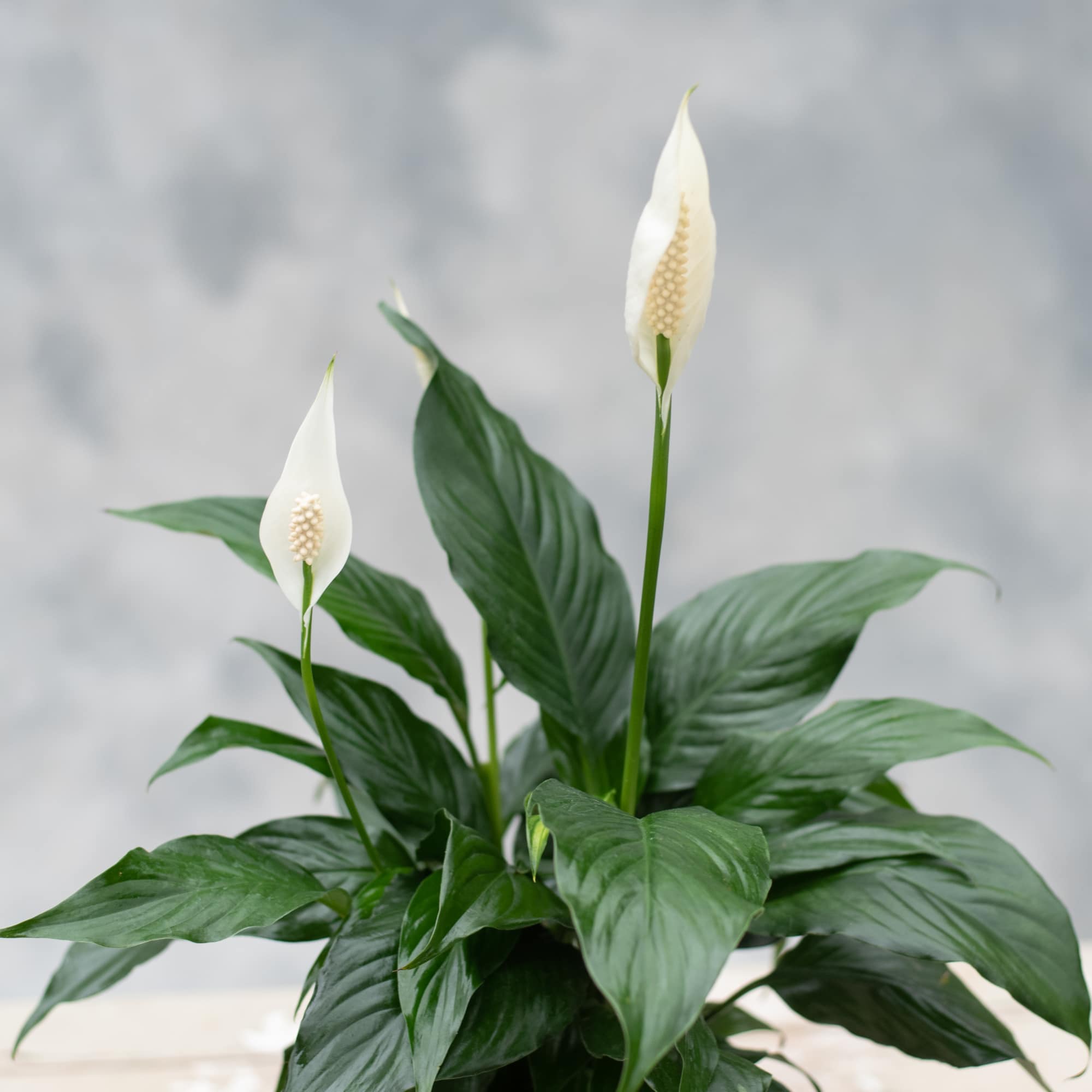 Potted peace lily plant with white blooms