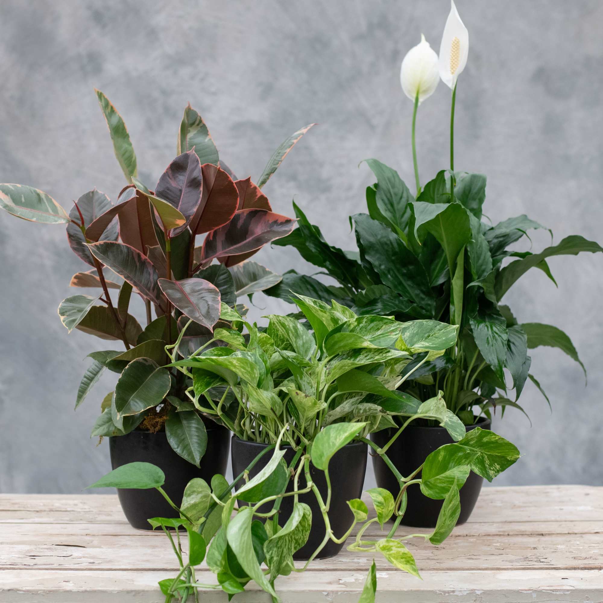 Three potted houseplants on a wooden surface, including a peace lily and trailing pothos.