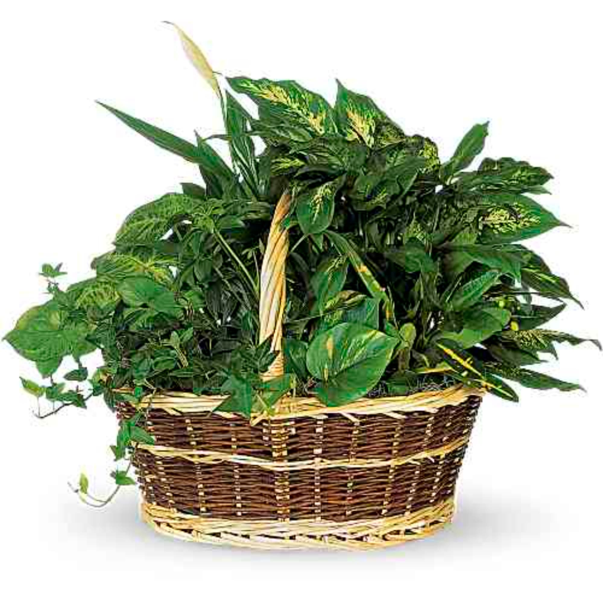 Basket of assorted green houseplants in a woven basket