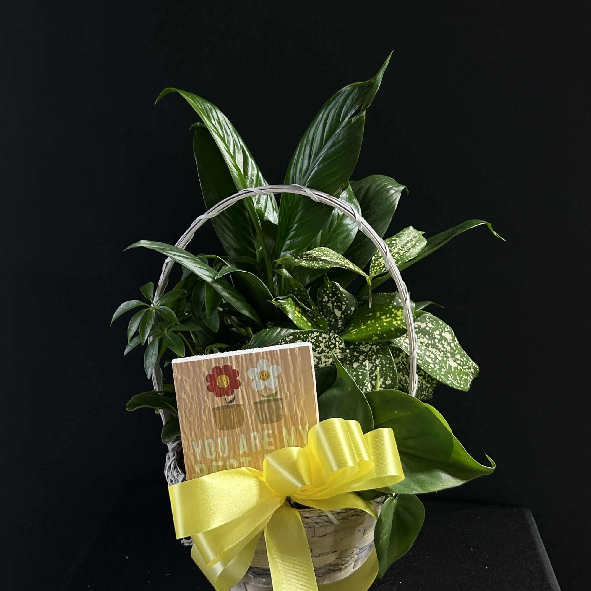 Basket of green houseplants with a yellow ribbon and greeting card