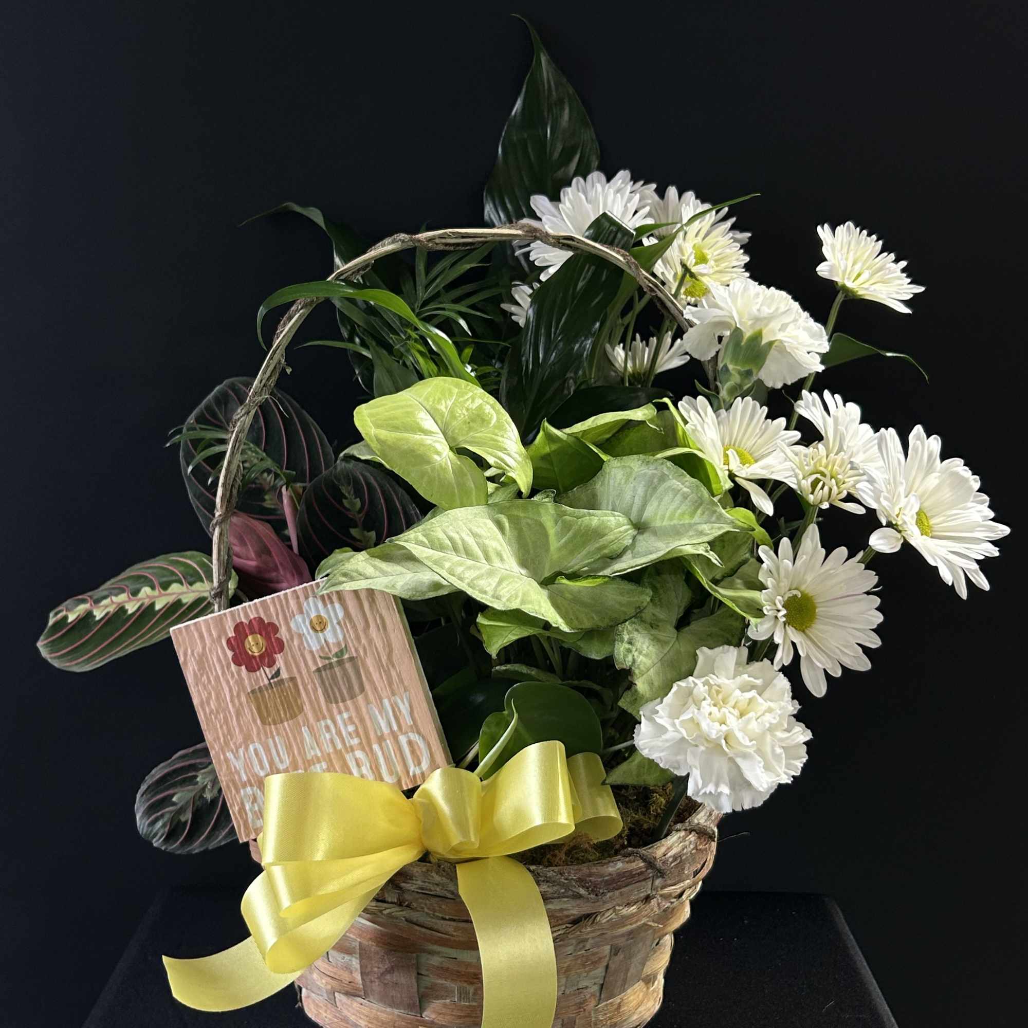 Basket arrangement with white daisies, green foliage, and a yellow ribbon