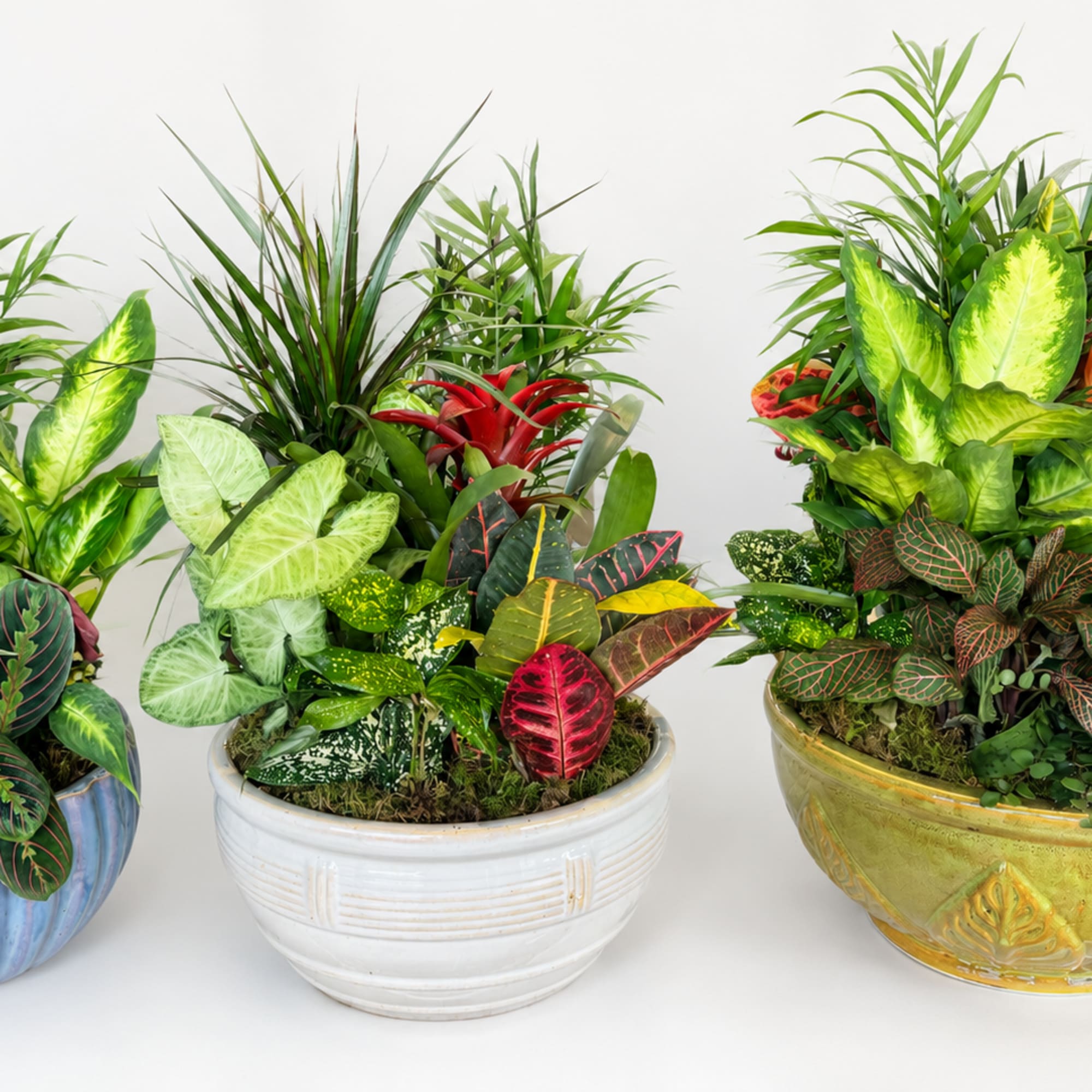 Our lush ceramic dish gardens are thoughtfully designed with a beautiful mix