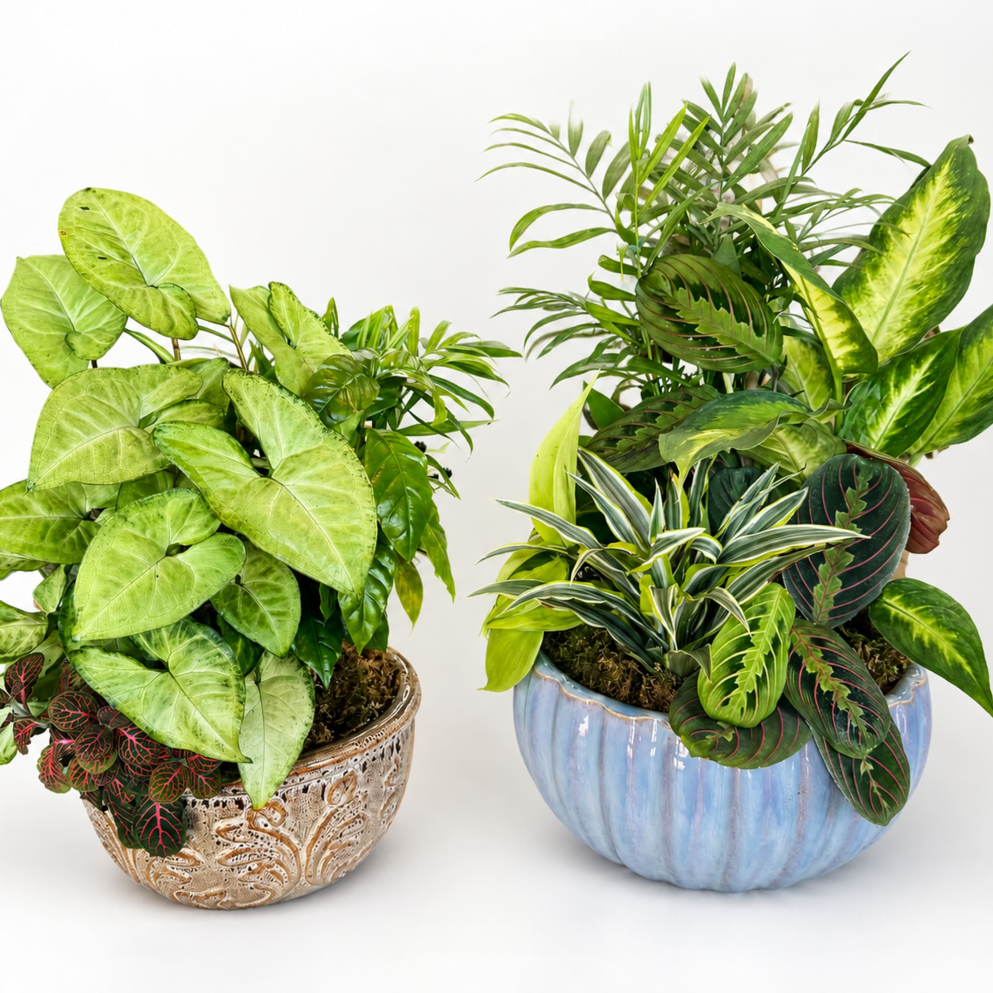 Our lush ceramic dish gardens are thoughtfully designed with a beautiful mix